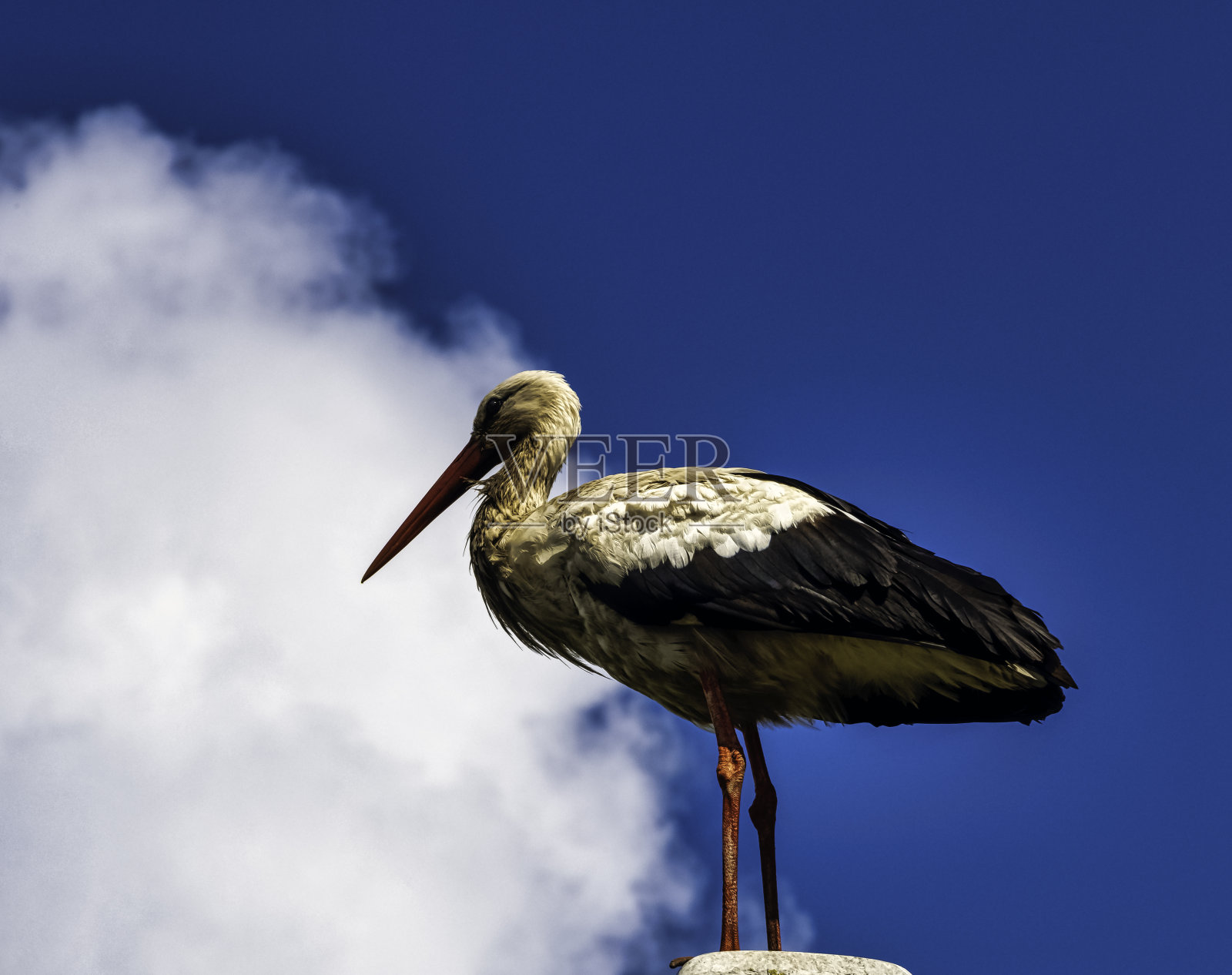 成年白鹳(Ciconia Ciconia)在路灯上- Choczewo,波美拉尼亚,波兰照片摄影图片
