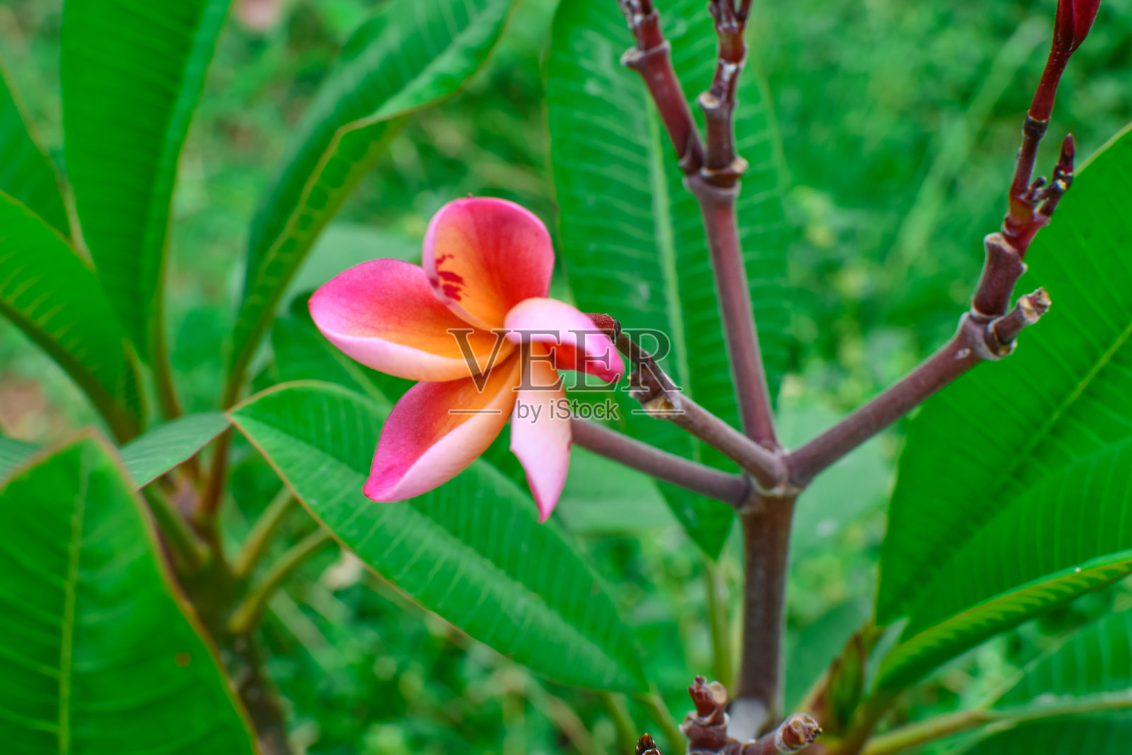 红色的鸡蛋花有叶有枝。鸡蛋花在绿色模糊背景。照片摄影图片