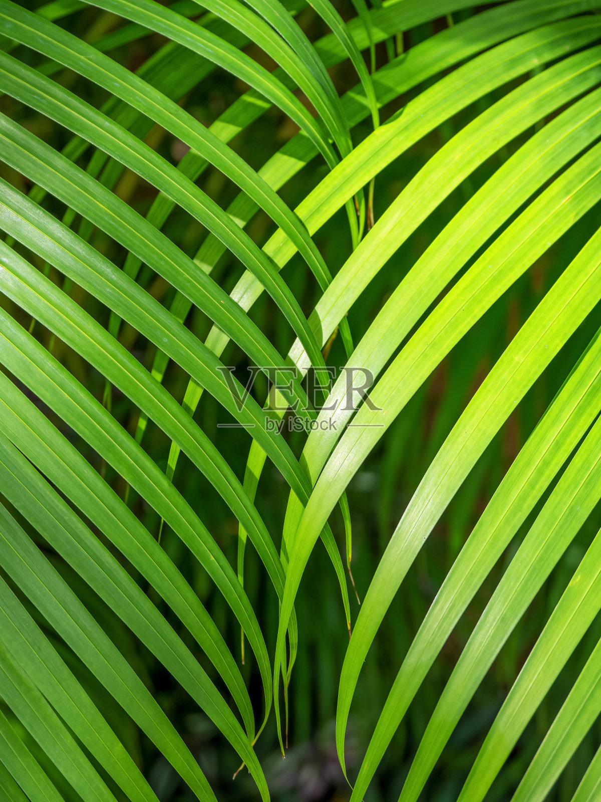棕榈叶为您设计。照片摄影图片