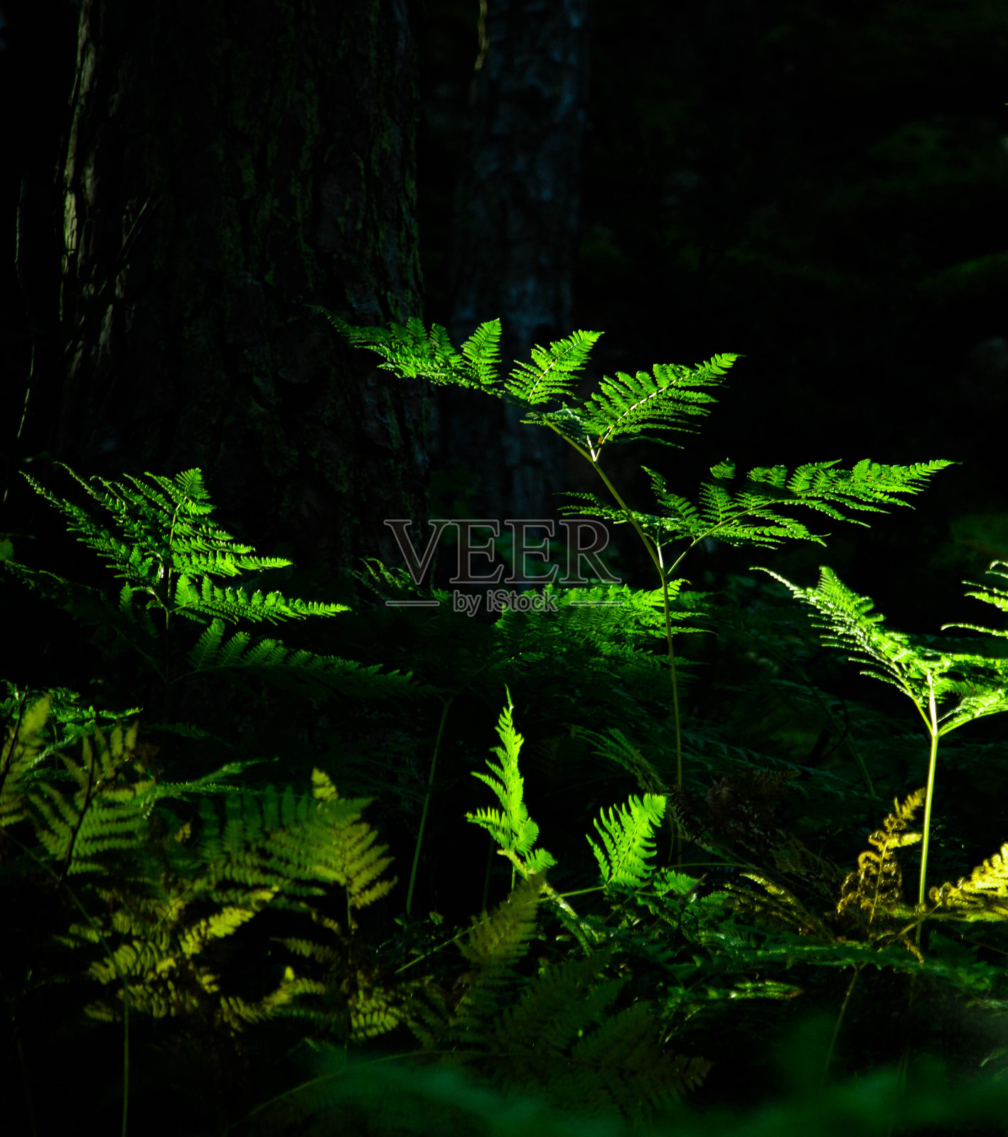挪威景观30照片摄影图片
