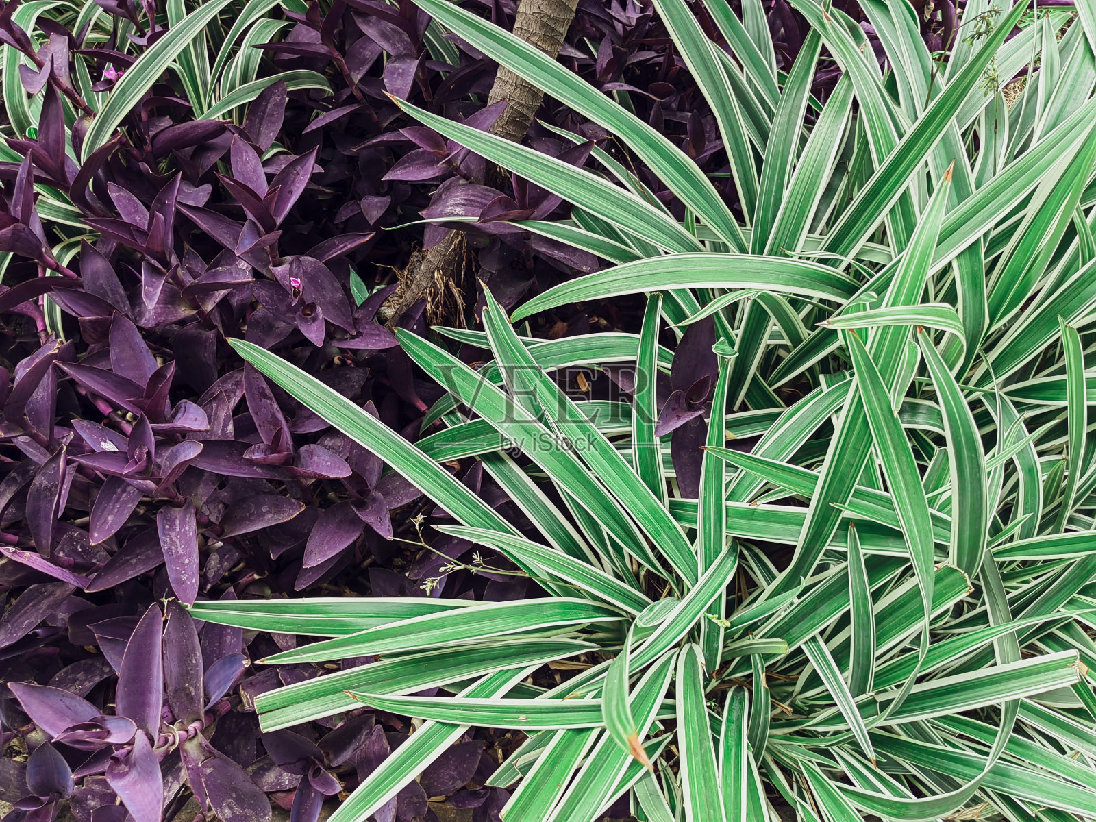 花园里五颜六色的植物照片摄影图片