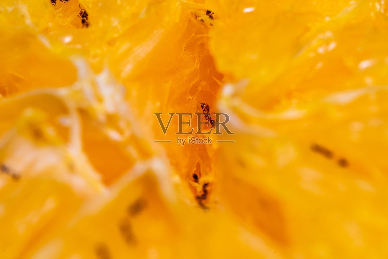 小蚂蚁吃橘子。照片摄影图片