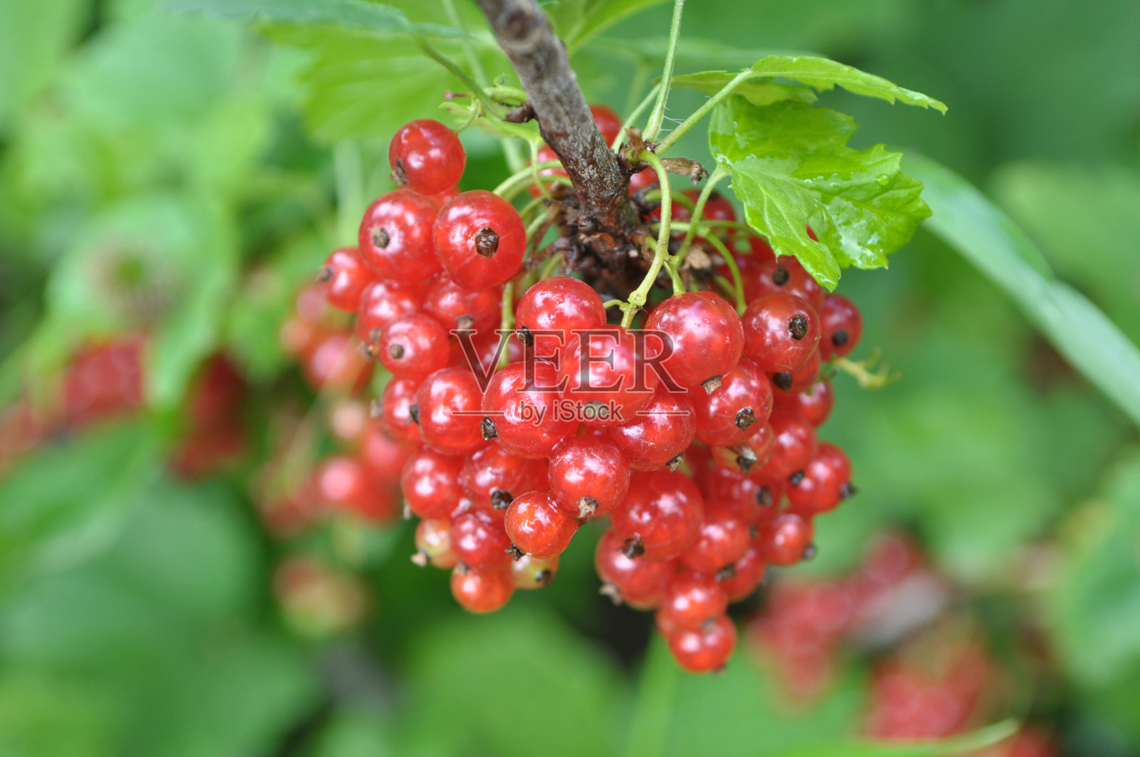 灌木上的浆果是成熟的红醋栗照片摄影图片