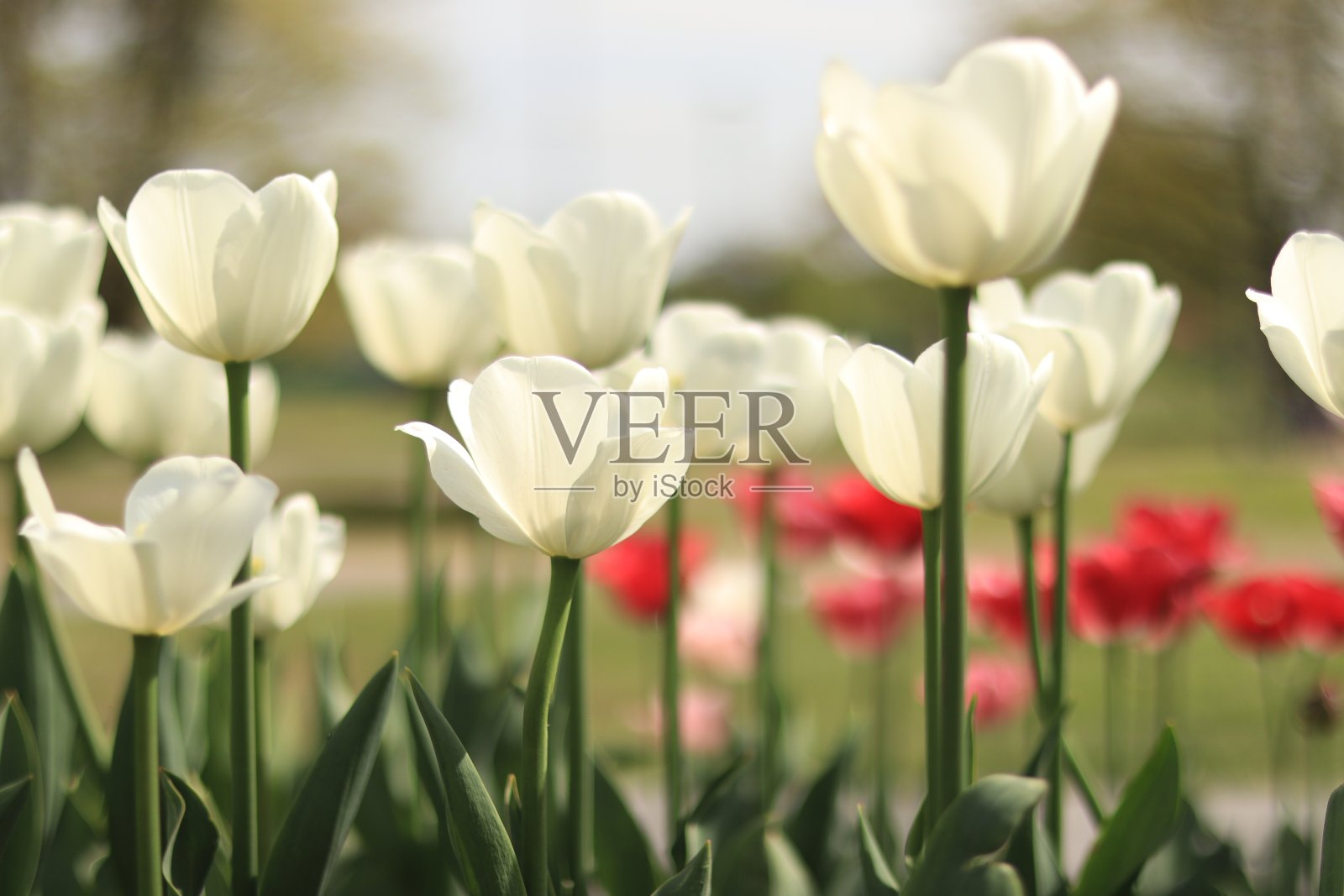 盛开的白色郁金香照片摄影图片