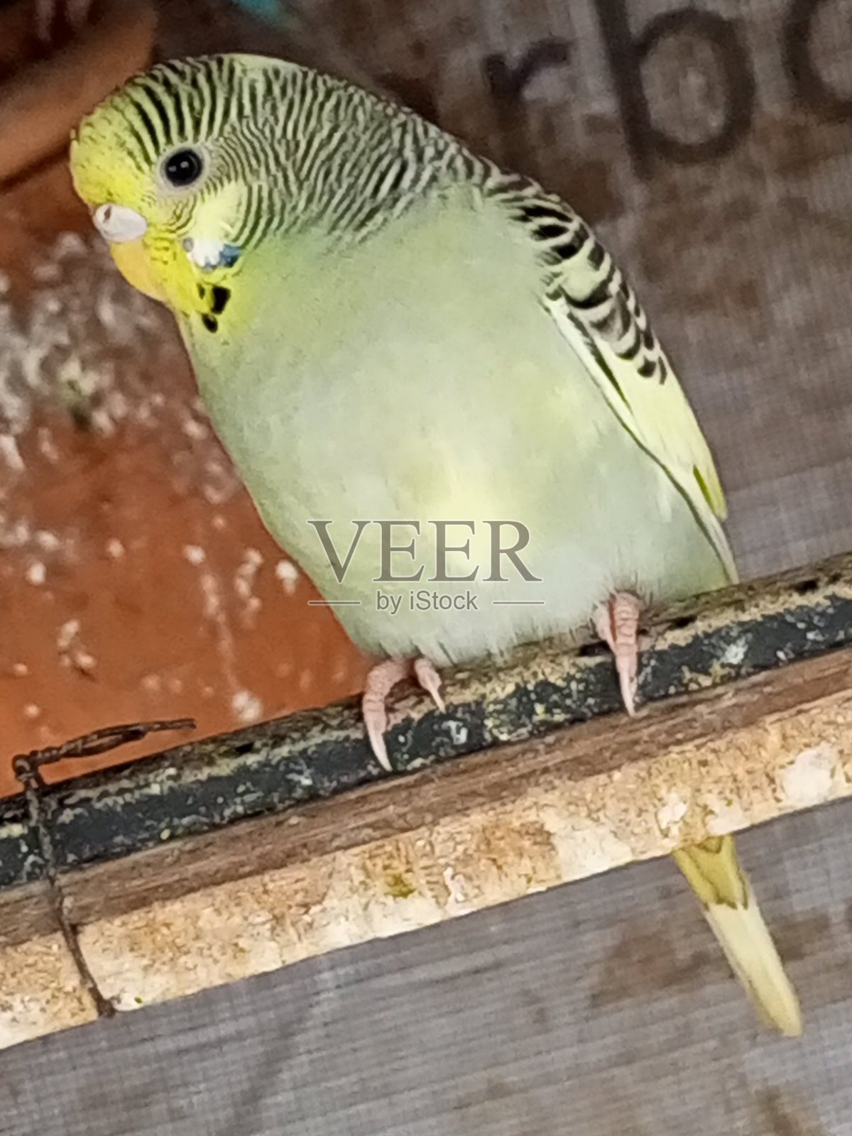 宠物动物照片摄影图片