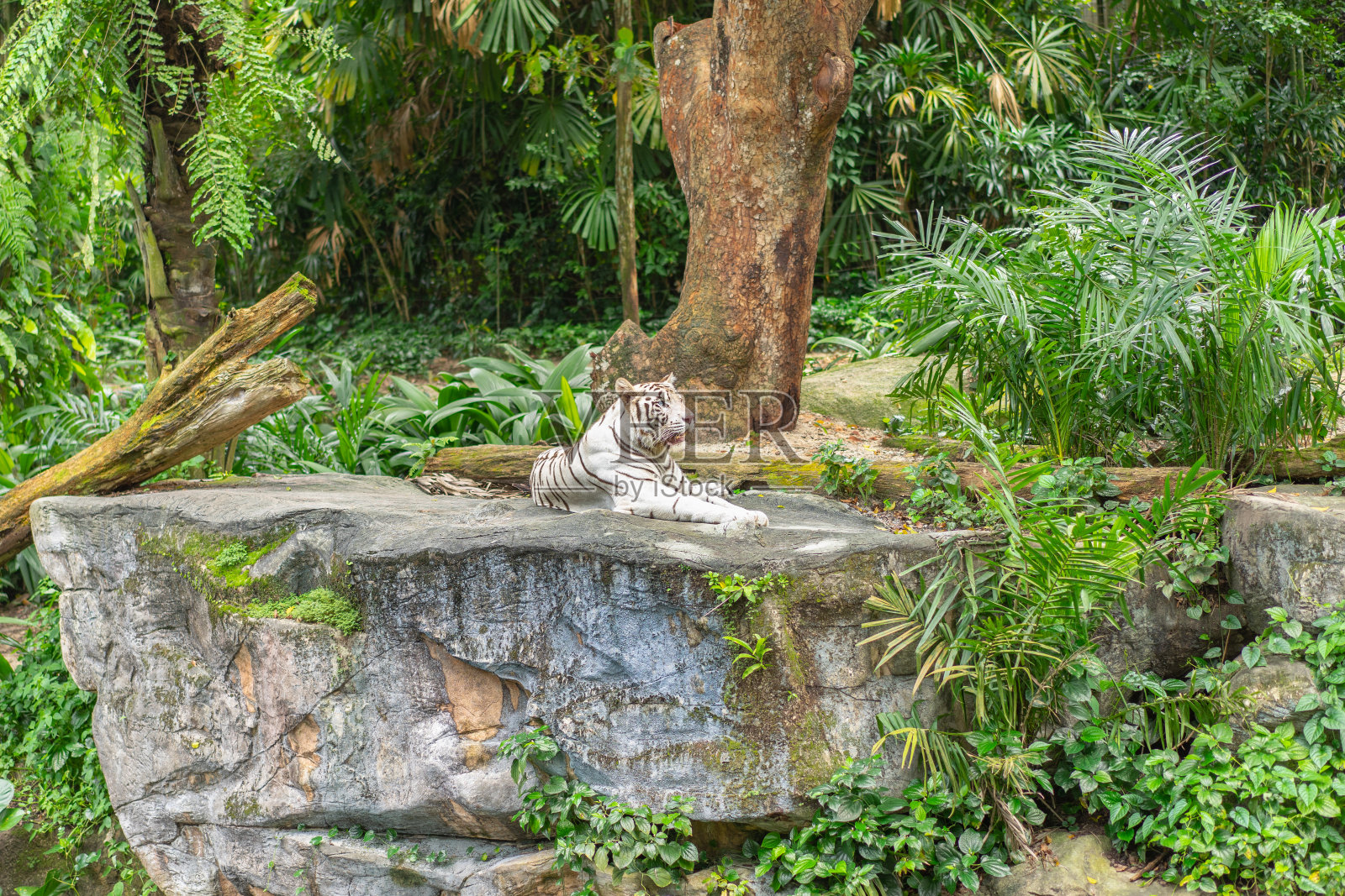 白色孟加拉虎在野生动物的肖像在石头上照片摄影图片