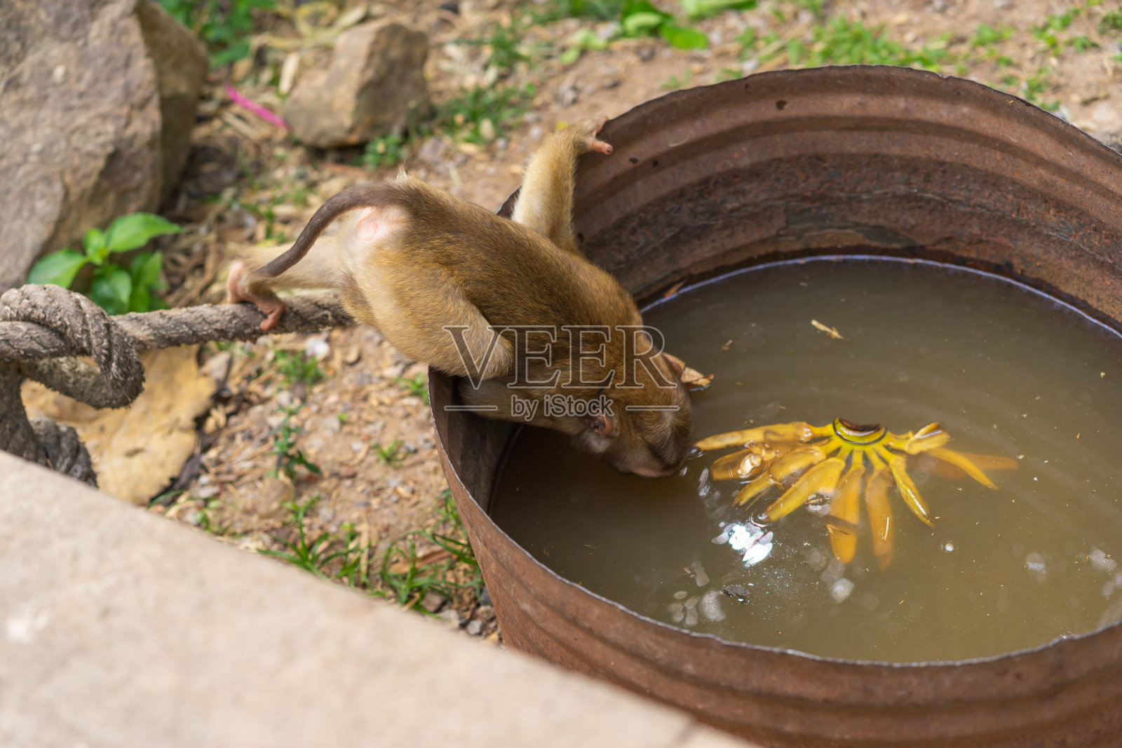 猴子从桶里喝水照片摄影图片
