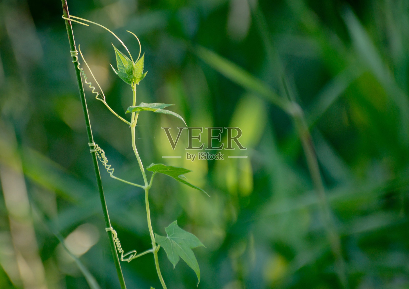 自然条件下野生植物棘球蚴病照片摄影图片