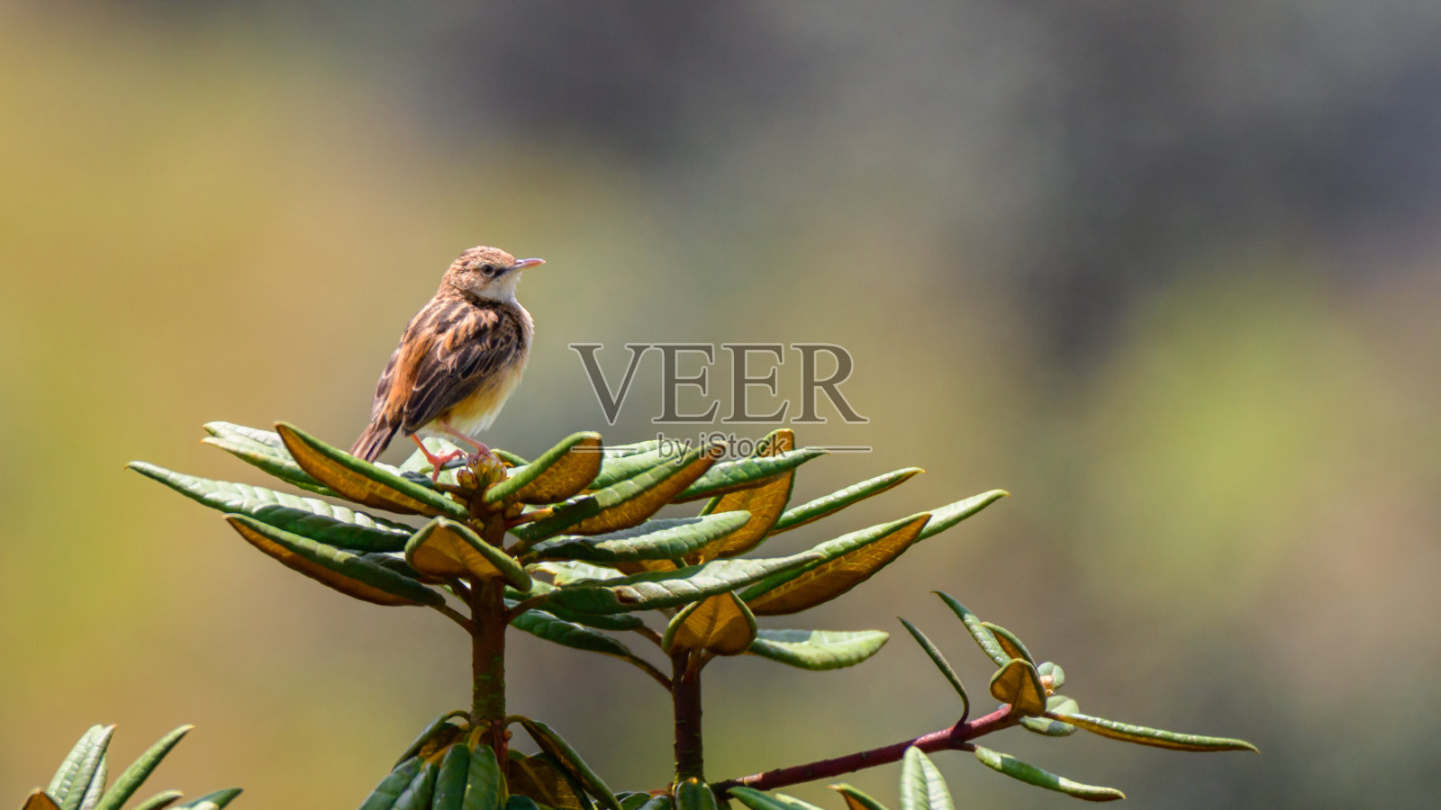 条纹扇尾莺鸟栖息在杜鹃花树顶部近距离侧视图对自然散景背景。照片摄影图片