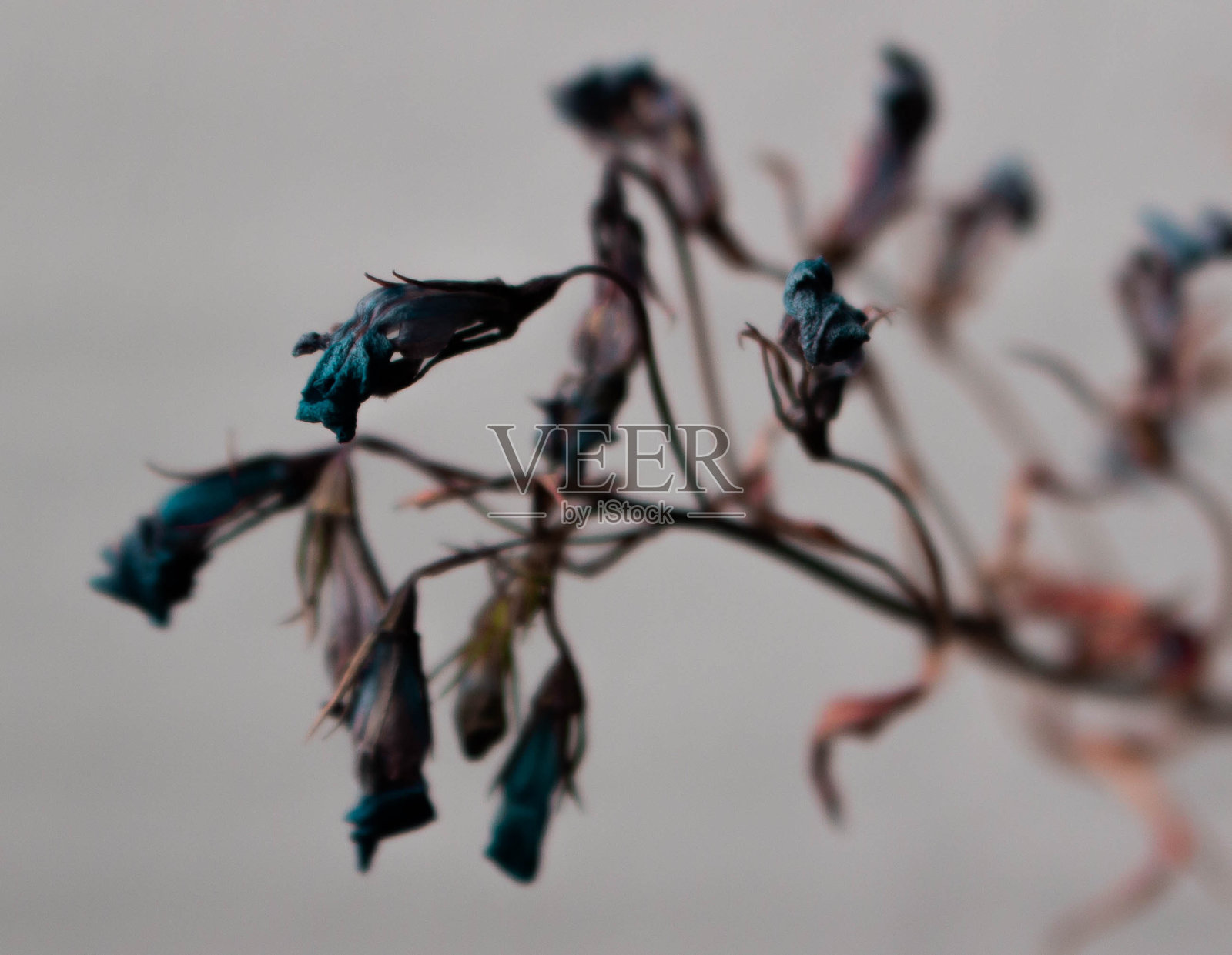 蓝色的花照片摄影图片