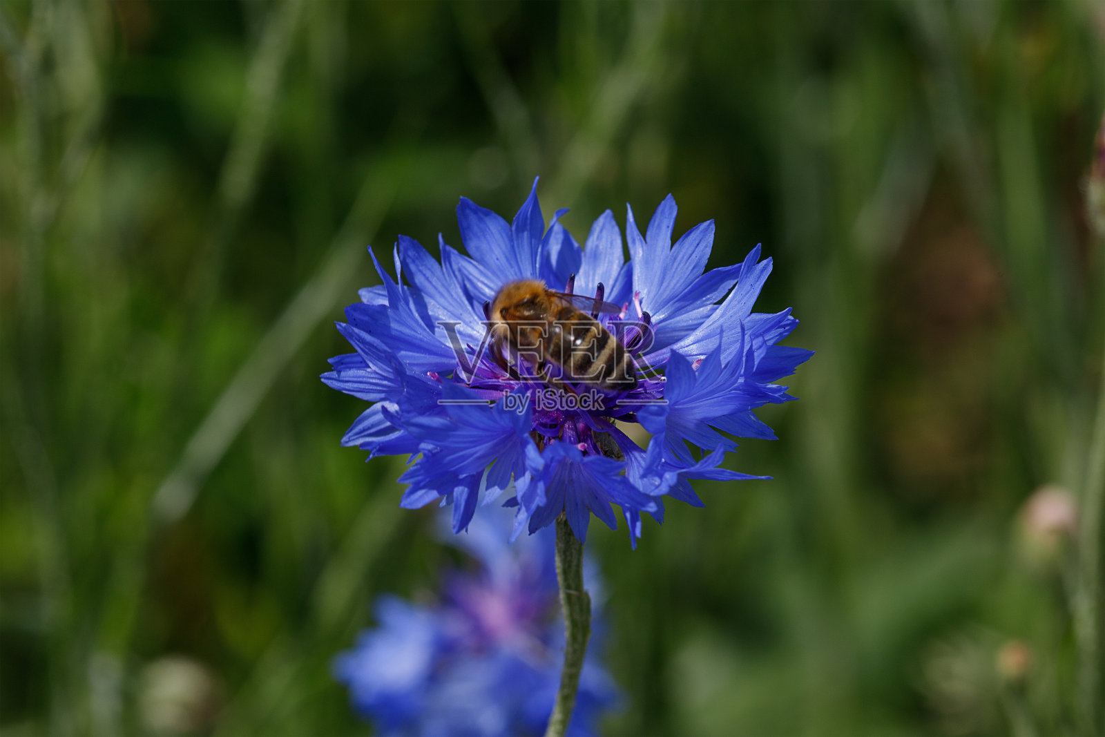 浅在草地上照片摄影图片