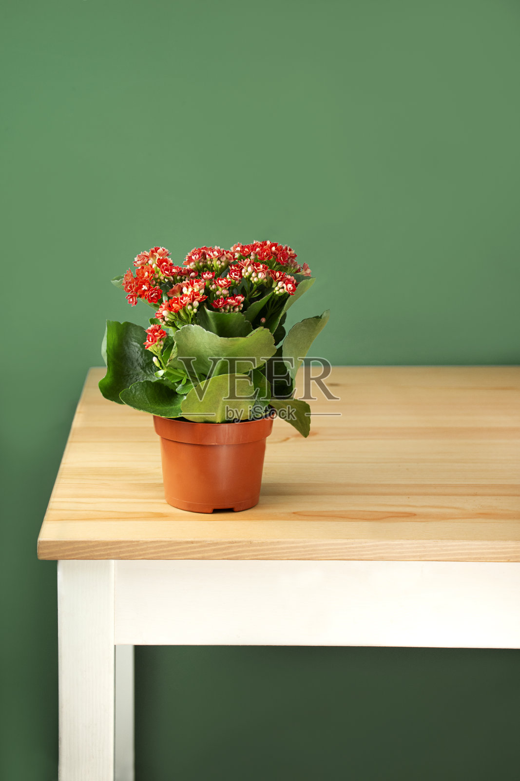 花盆里的花,绿色背景。盛开的红色,Kalanchoe在锅上放在桌子上。副本的空间。照片摄影图片