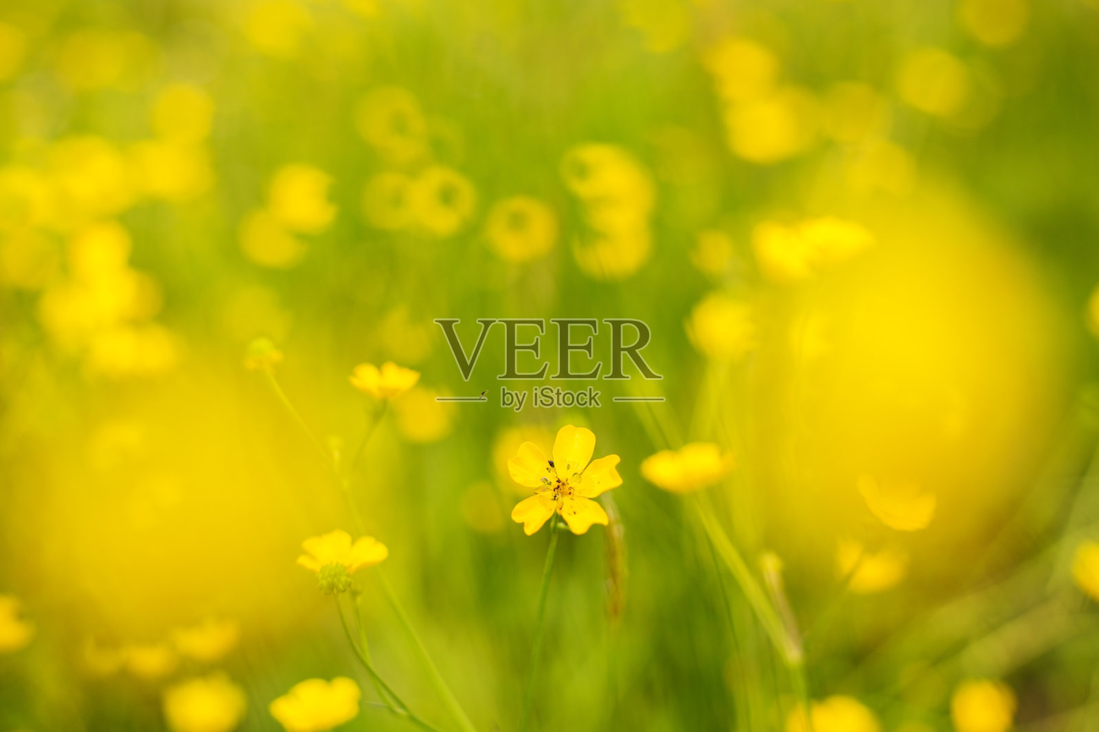 春天的背景是美丽的黄色花朵照片摄影图片