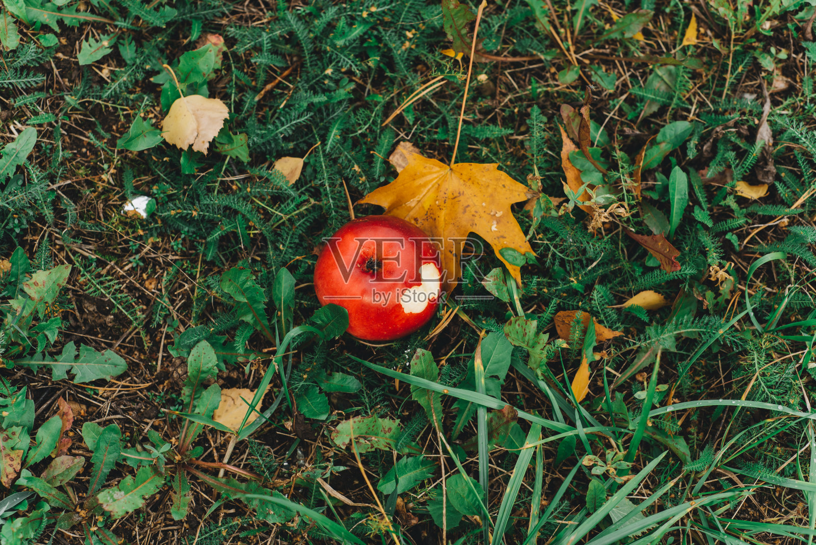 草地上有一个掉落的红苹果。照片摄影图片