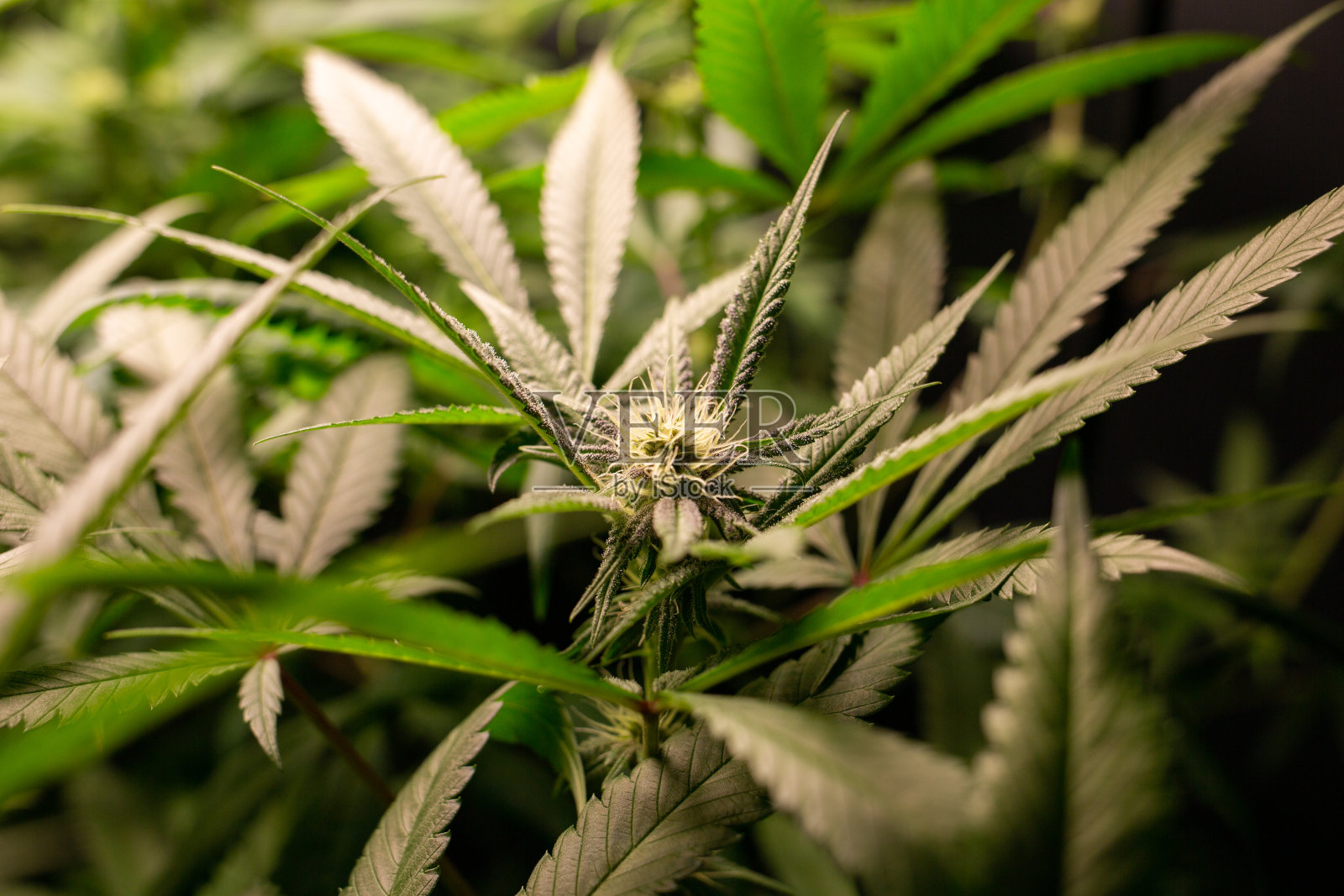 开花前雌大麻植株照片摄影图片