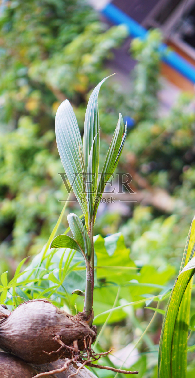 美丽的花茎刚刚在种植园里开花照片摄影图片
