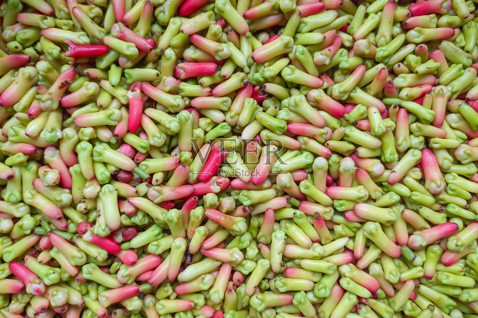 俯瞰一大片美丽的丁香照片摄影图片