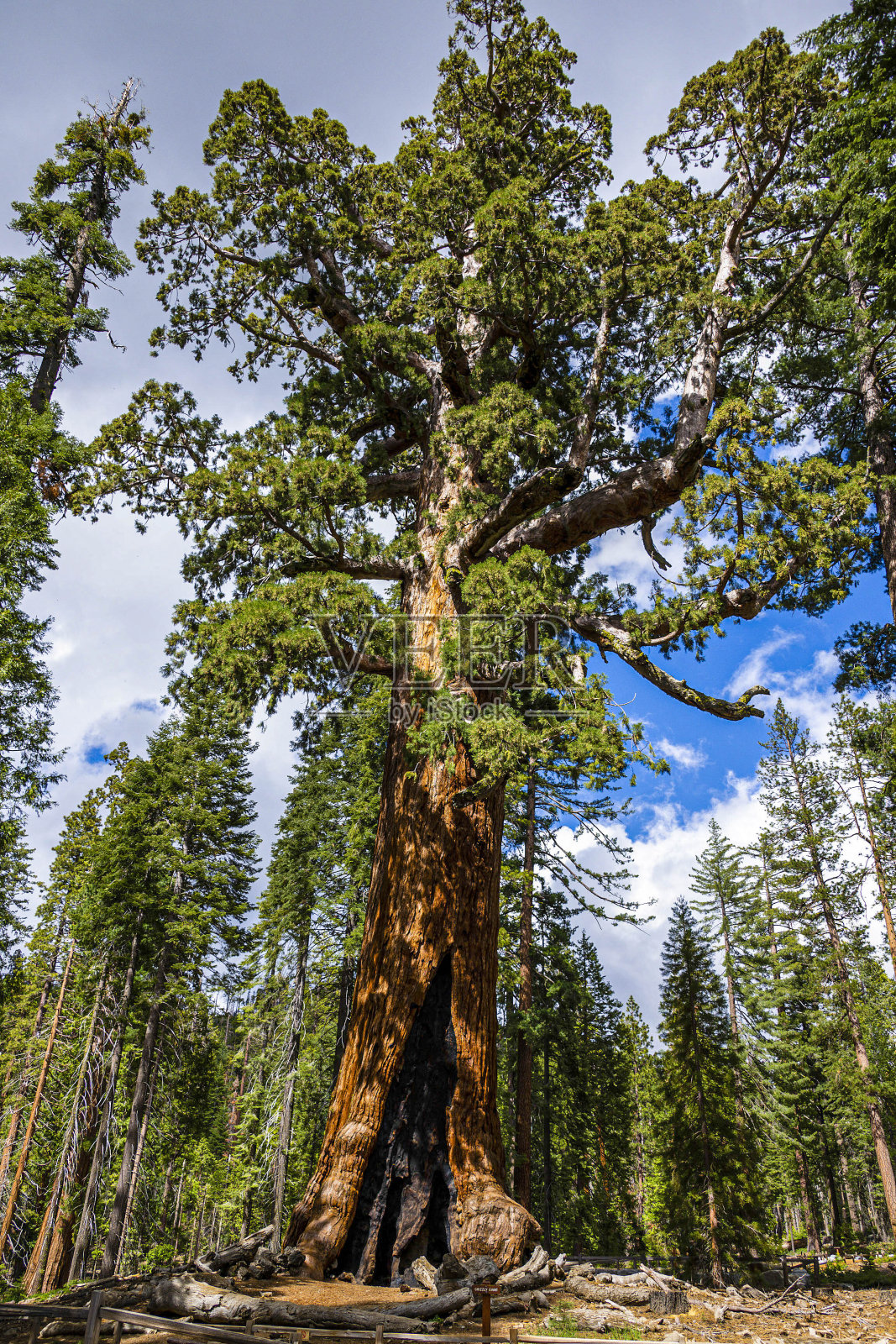 灰熊巨大的树照片摄影图片