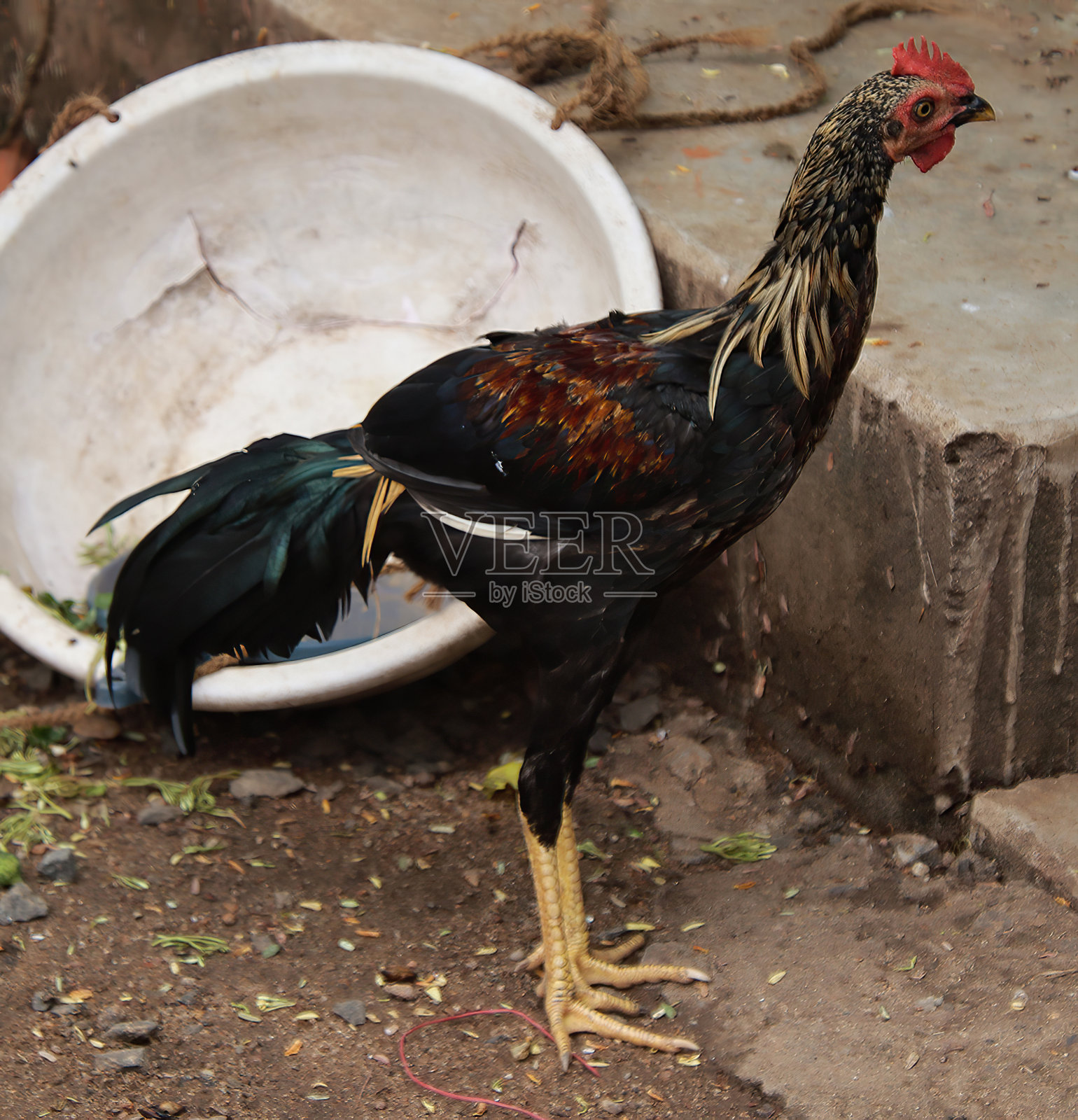 这只五颜六色的母鸡正站着看着照片摄影图片