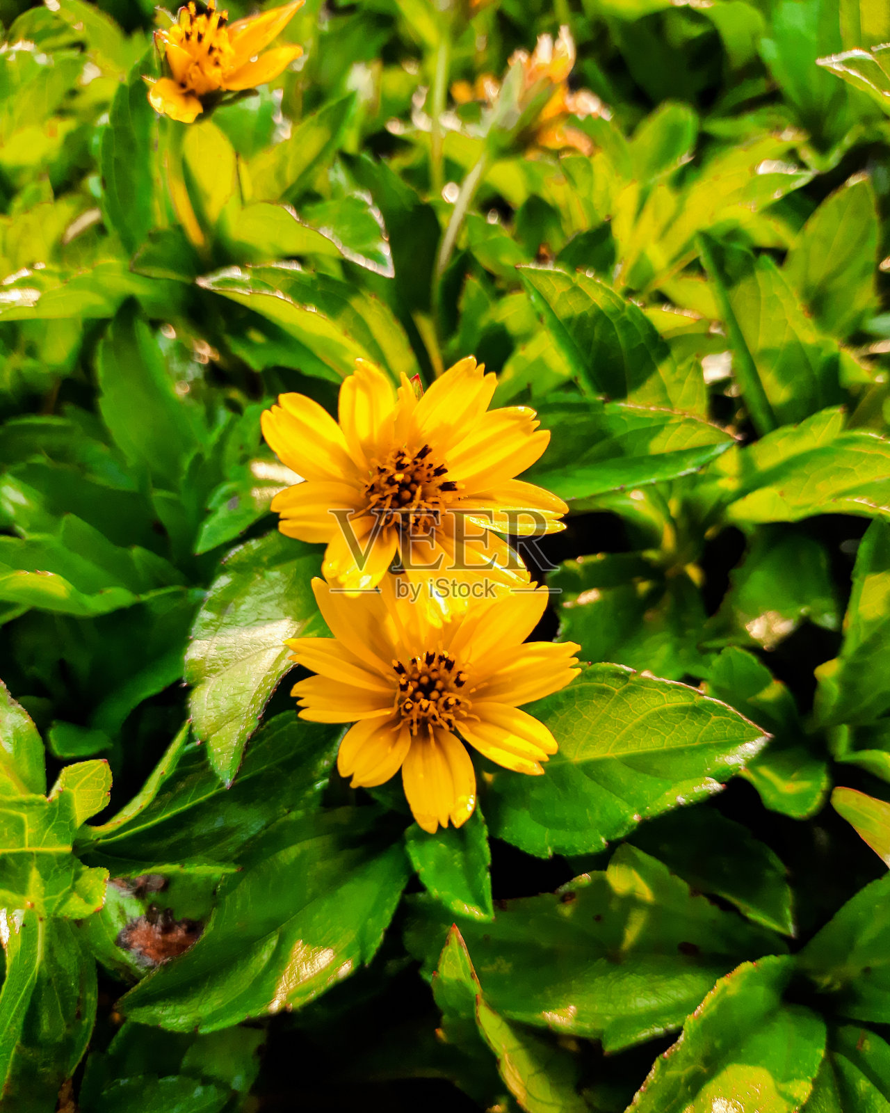 黄花和绿叶照片摄影图片
