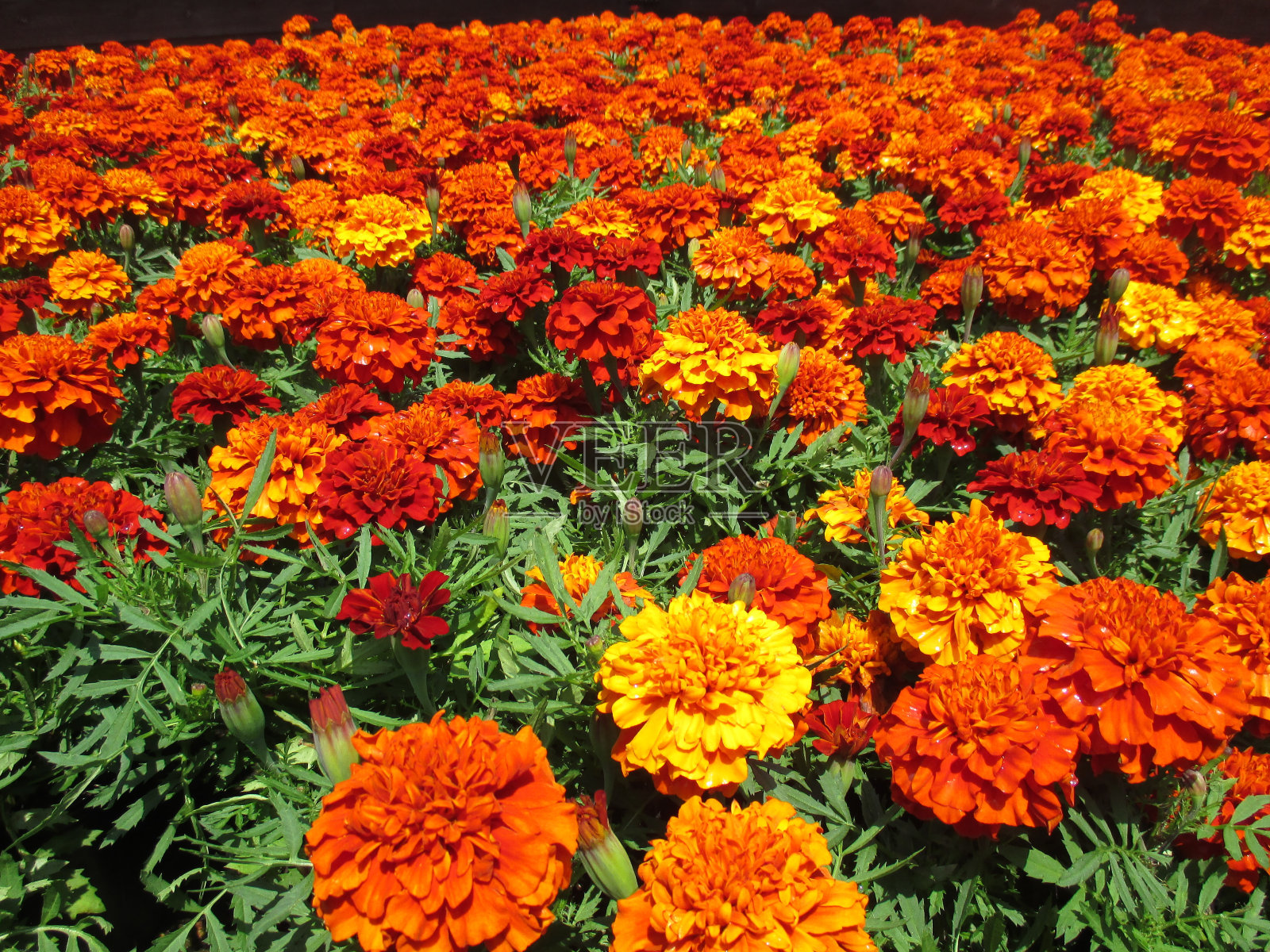 法国万寿菊(火球),具有明亮的橙色和黄色,在春天的花坛中绽放美丽照片摄影图片