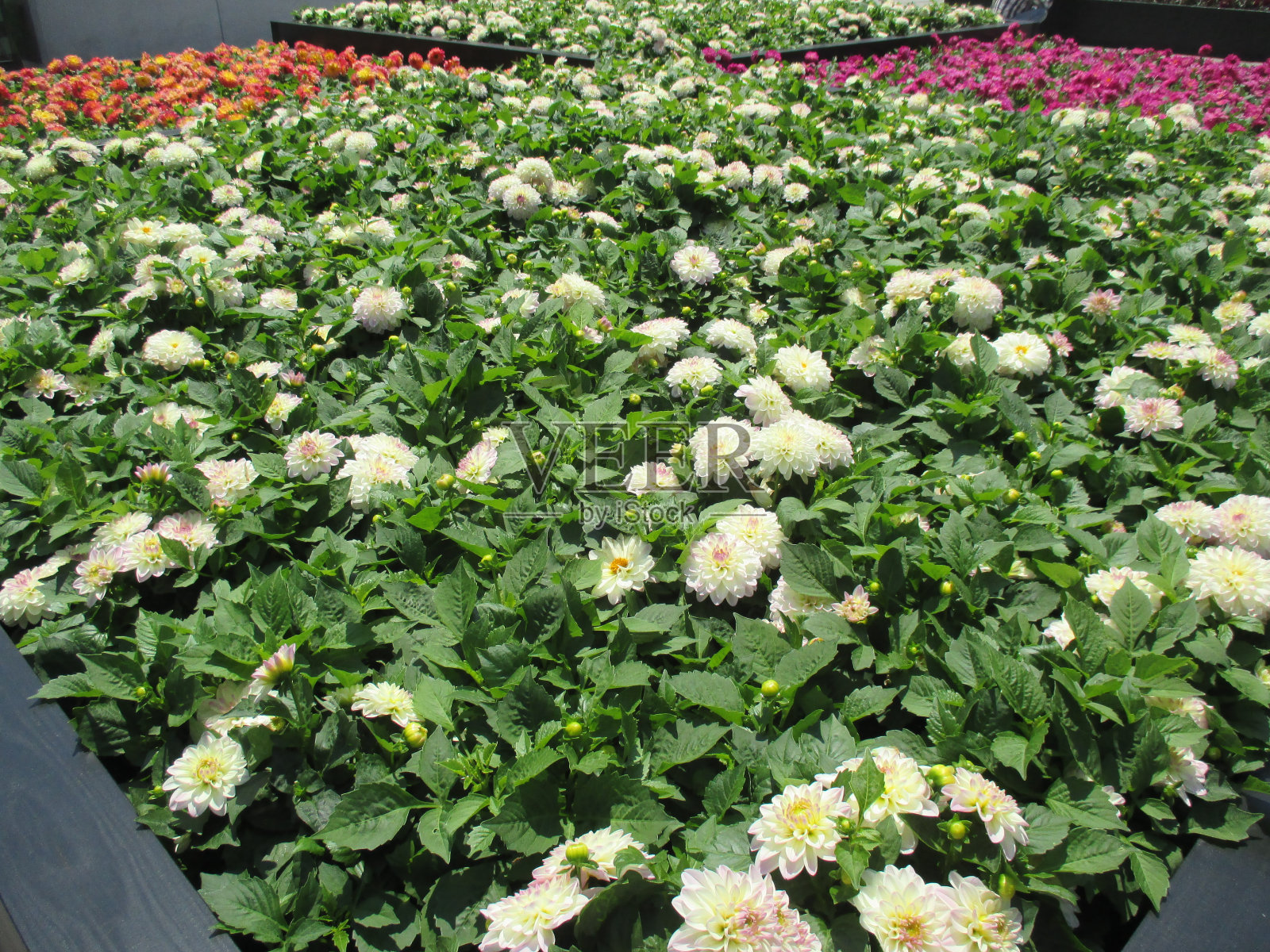 大丽花洁白明亮,在春天的花坛里美丽地绽放着照片摄影图片