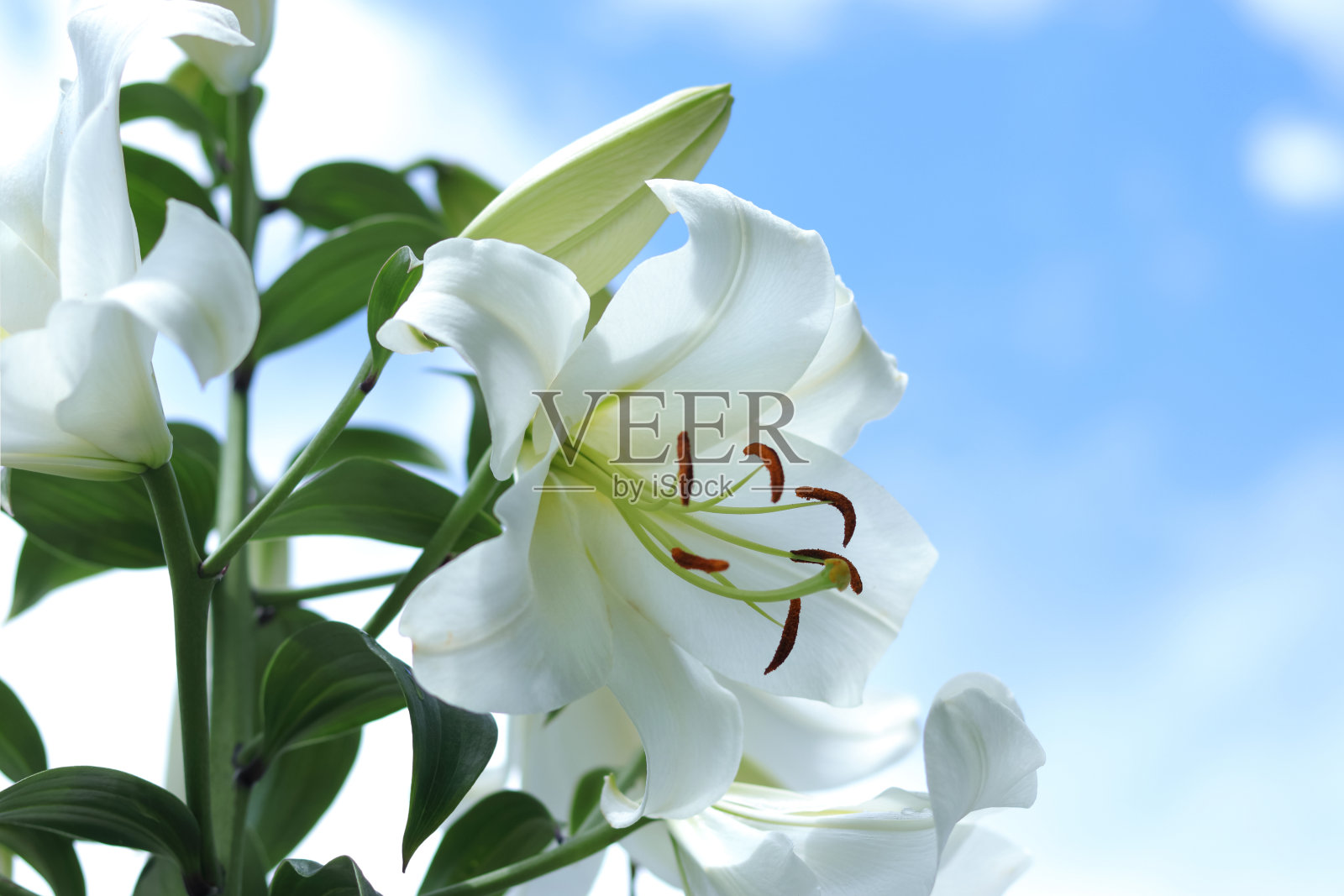 白色白百合花。白念珠百合花在蓝色背景。复活节百合花贺卡复印空间。百合科。长花百合带露珠照片摄影图片