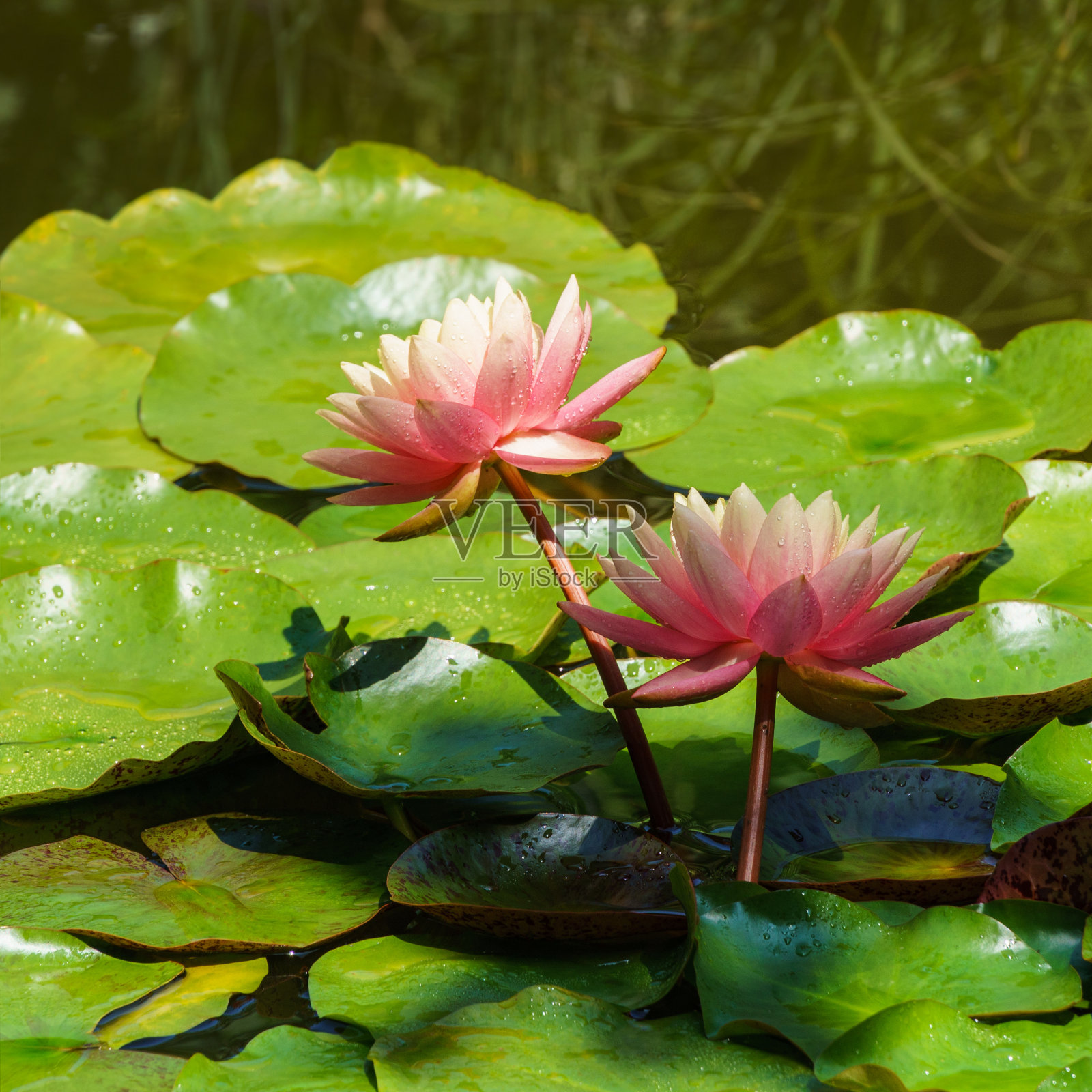 两个惊人的亮粉色睡莲或莲花佩里的橙色日落在池塘。有水滴的睡莲。花卉景观与自然背景概念照片摄影图片
