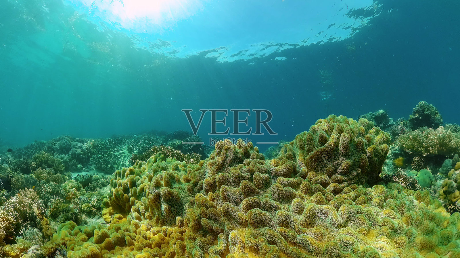 珊瑚礁的水下世界。菲律宾。照片摄影图片