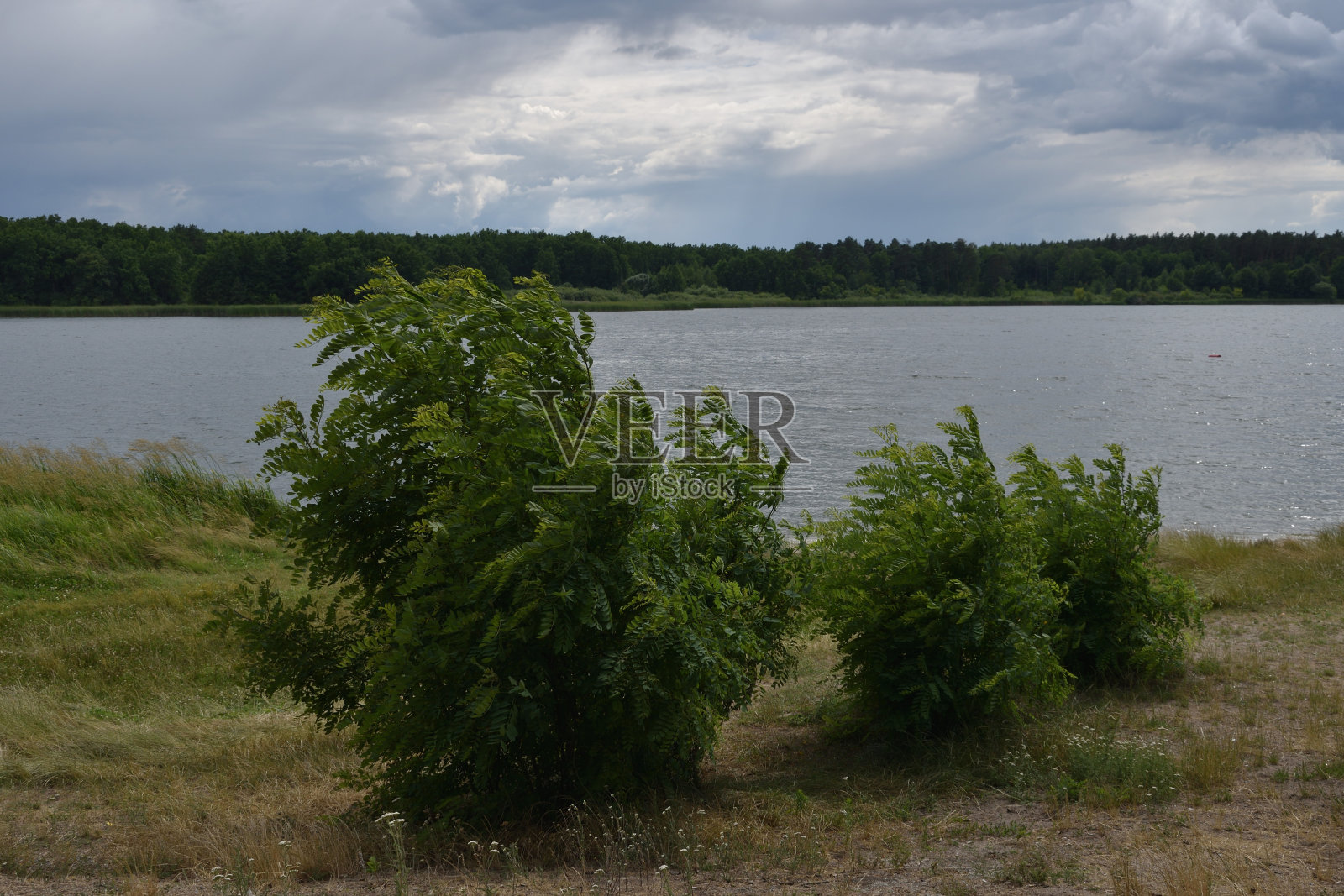 河岸上有相思照片摄影图片