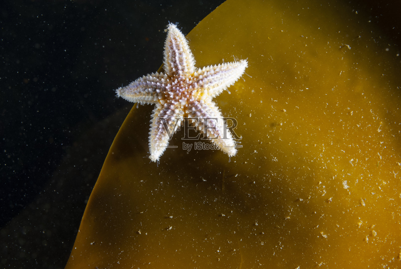 水下常见海星照片摄影图片