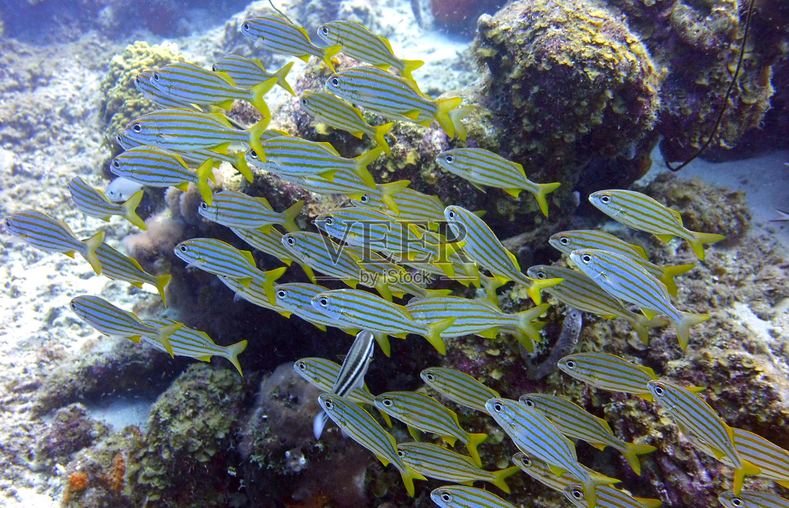 珊瑚礁里的一群咕噜鱼照片摄影图片