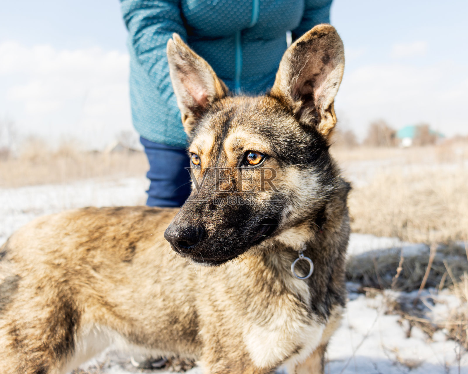 棕色的狗散步,宠物,选择性集中照片摄影图片