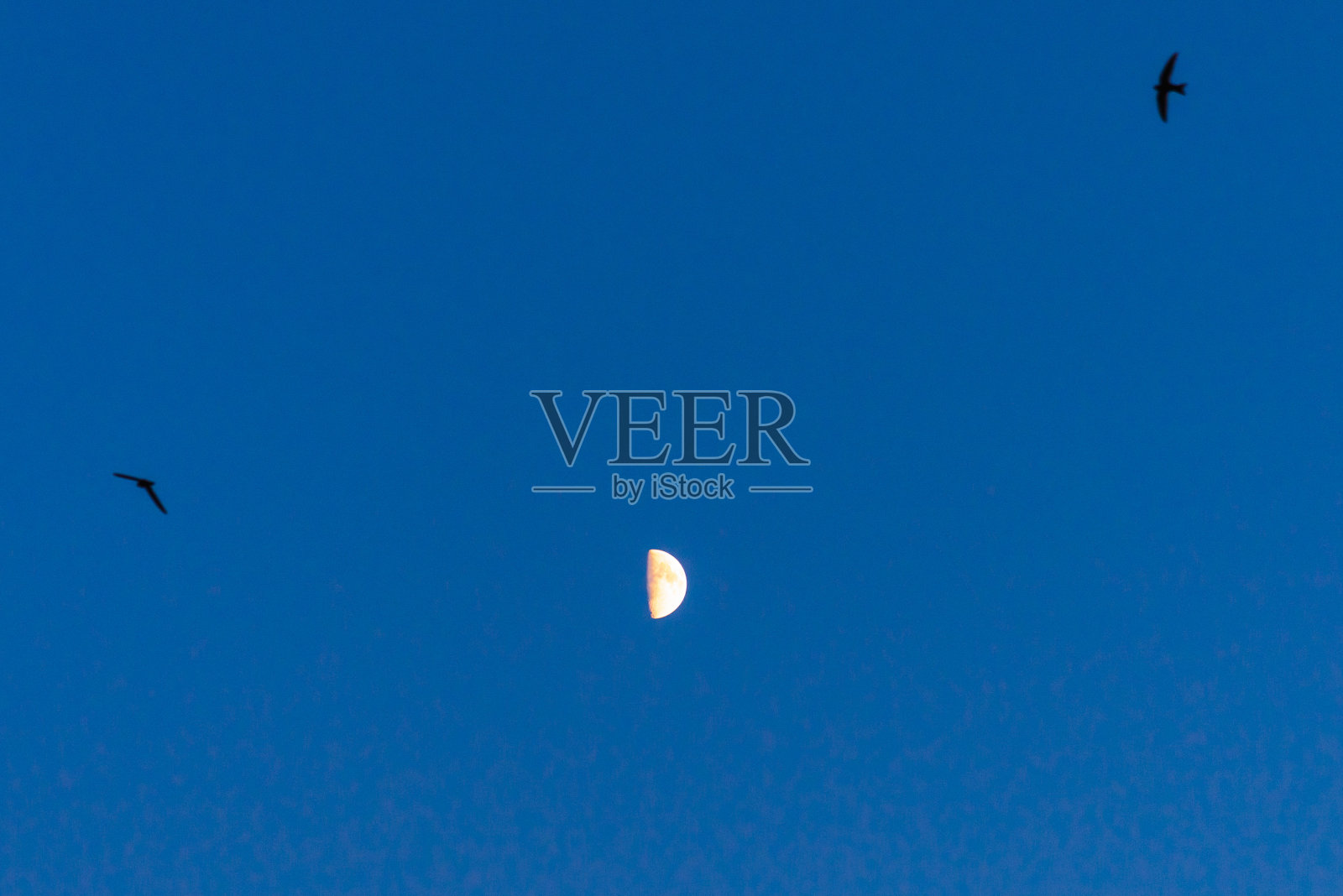 小月亮在蓝色发光的天空背景。月亮被太阳照亮。照片摄影图片