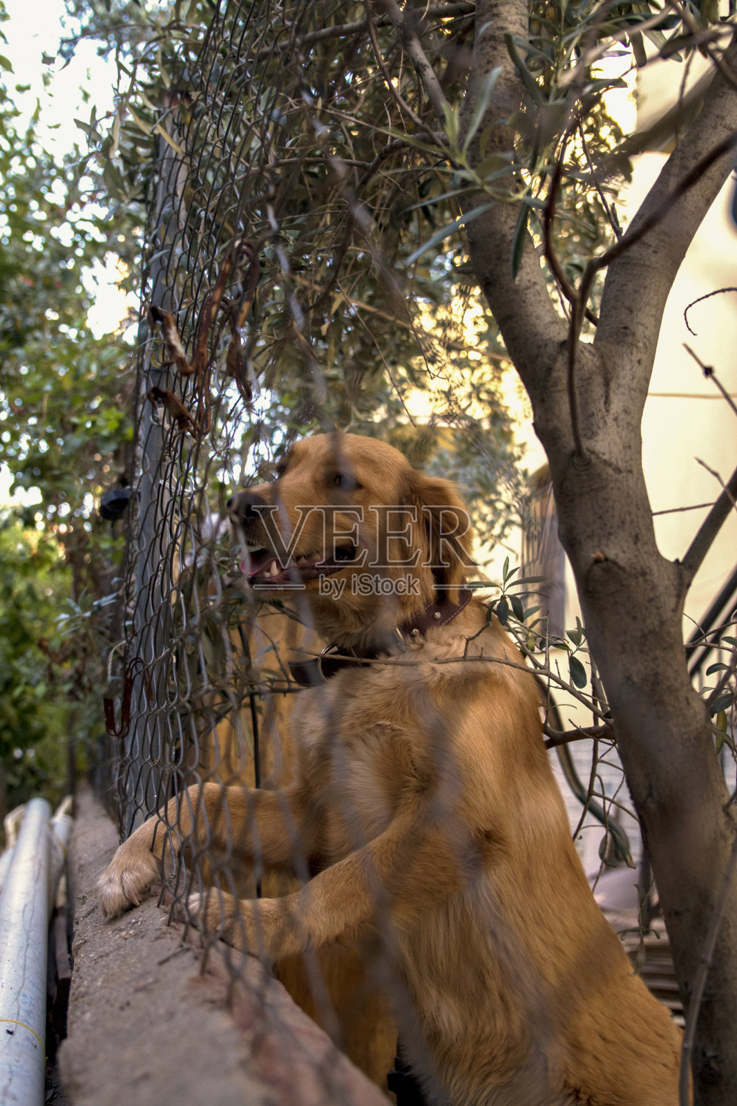 宠物狗在铁丝网后面照片摄影图片