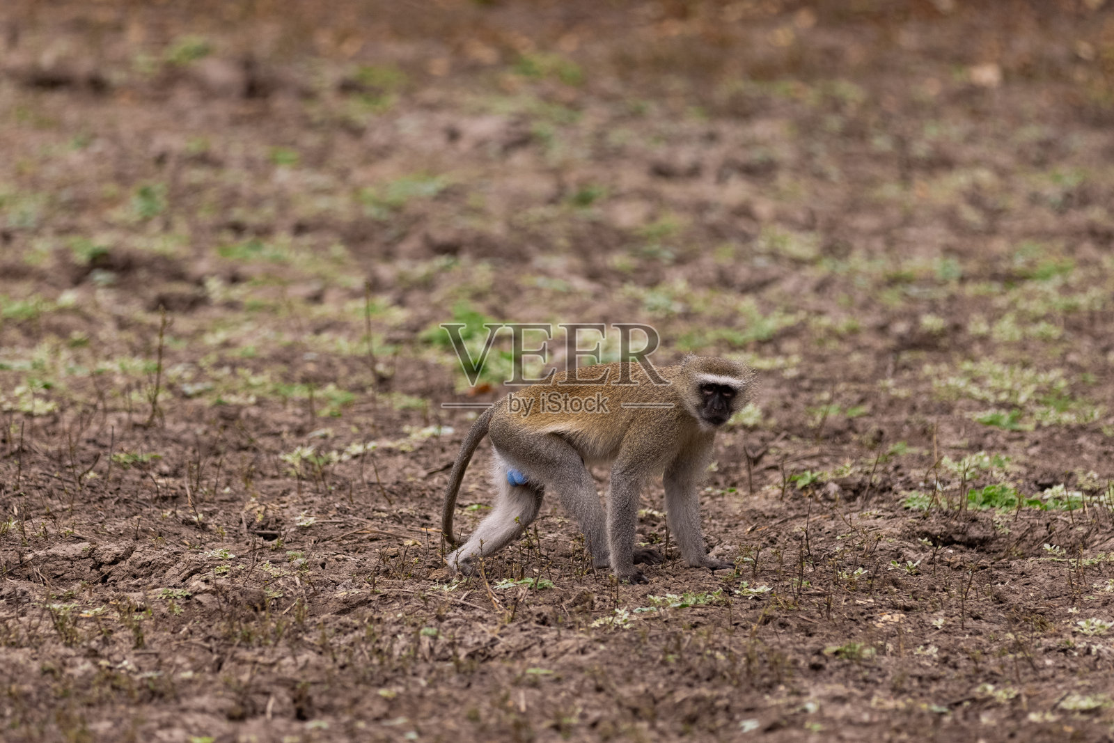 在干燥的地面上行走的小长尾灵长动物照片摄影图片