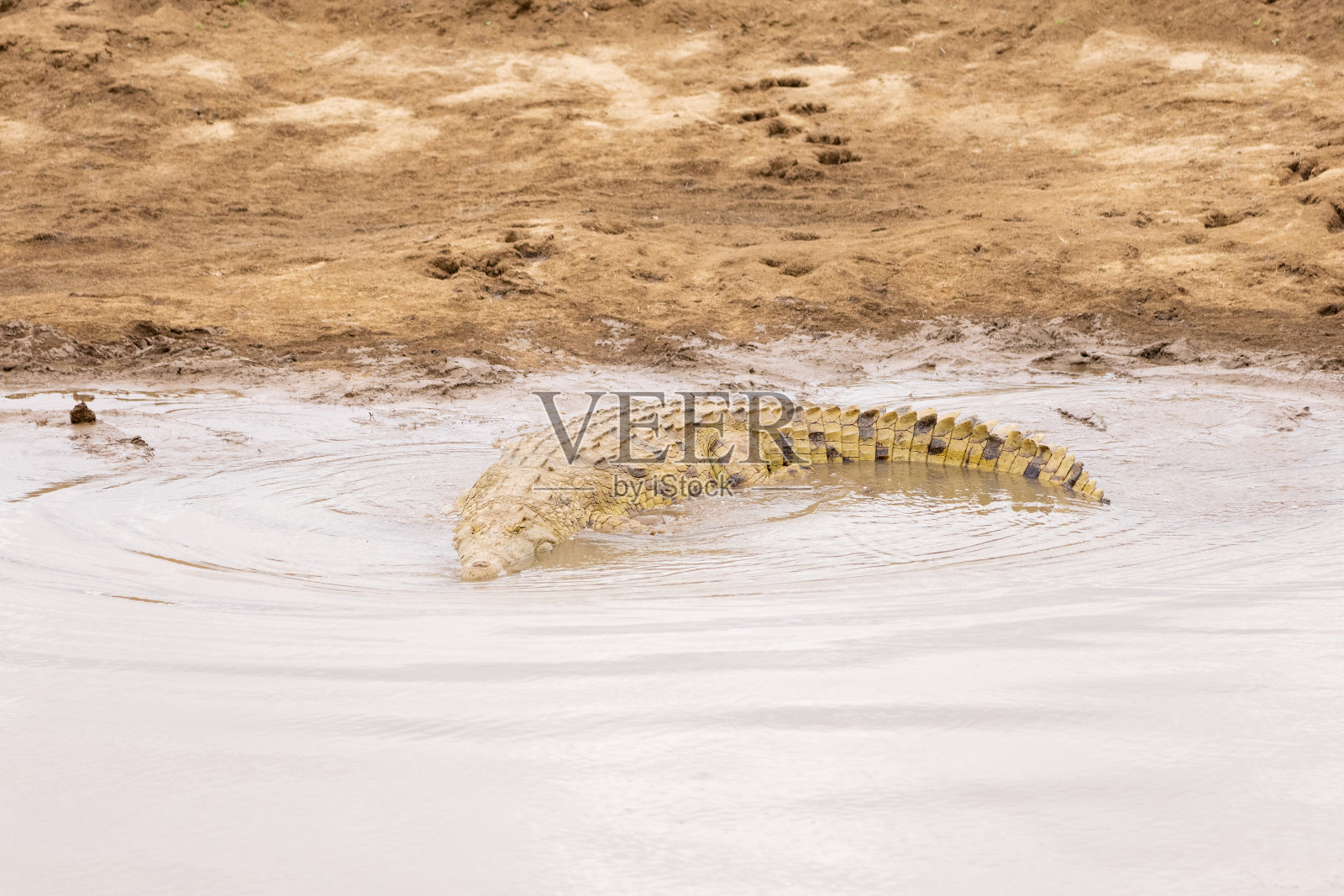 鳄鱼在池塘里游泳照片摄影图片
