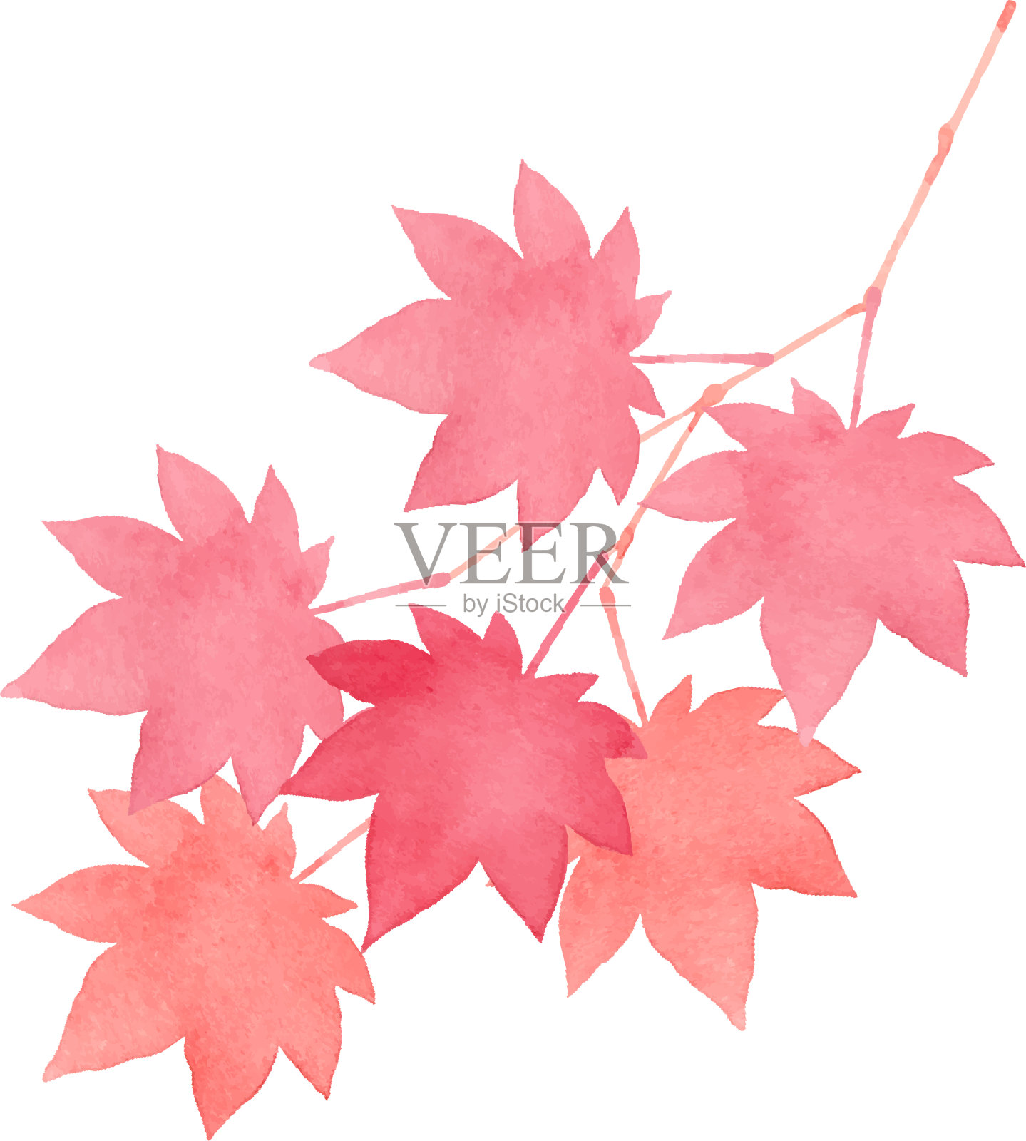 水彩画的日本枫树插画图片素材