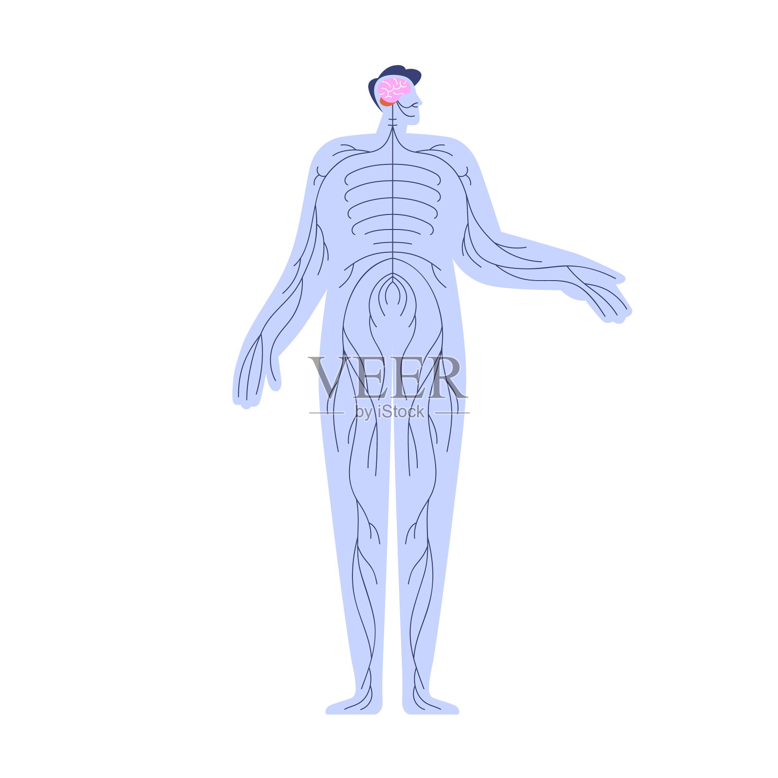 人的神经系统有小脑设计元素图片