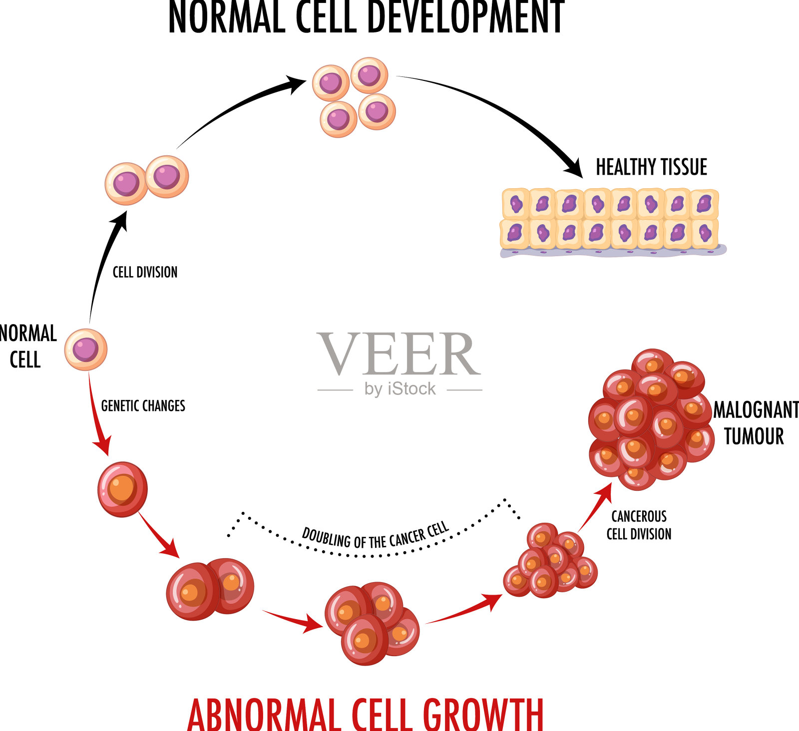 正常细胞发育示意图插画图片素材