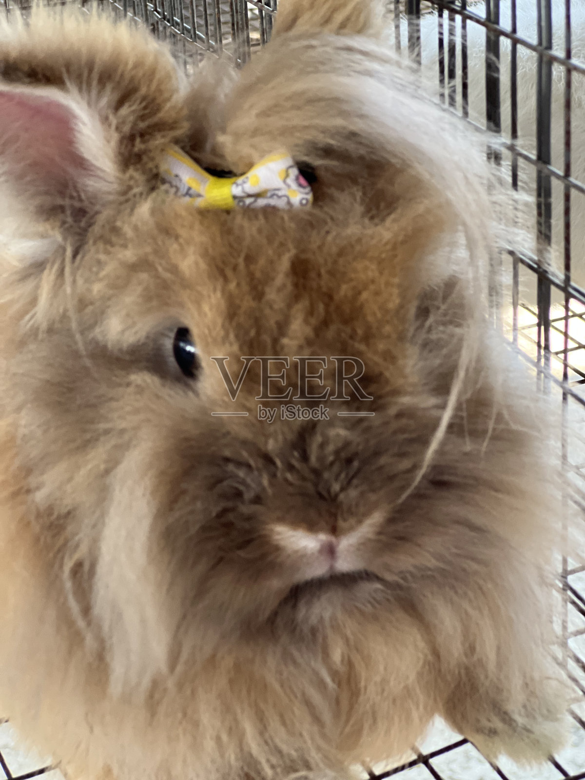 县集市照片摄影图片