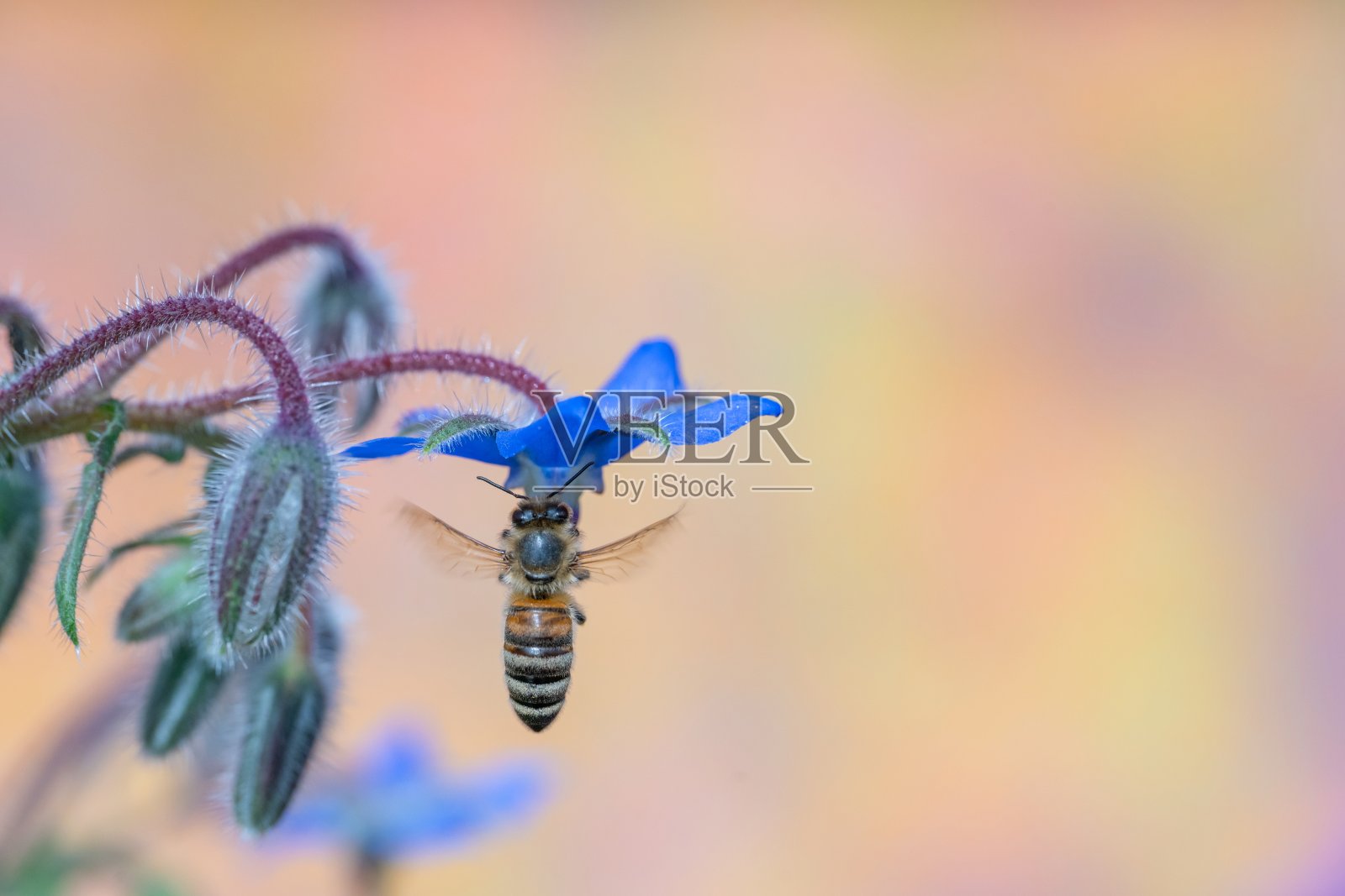 蜜蜂照片摄影图片