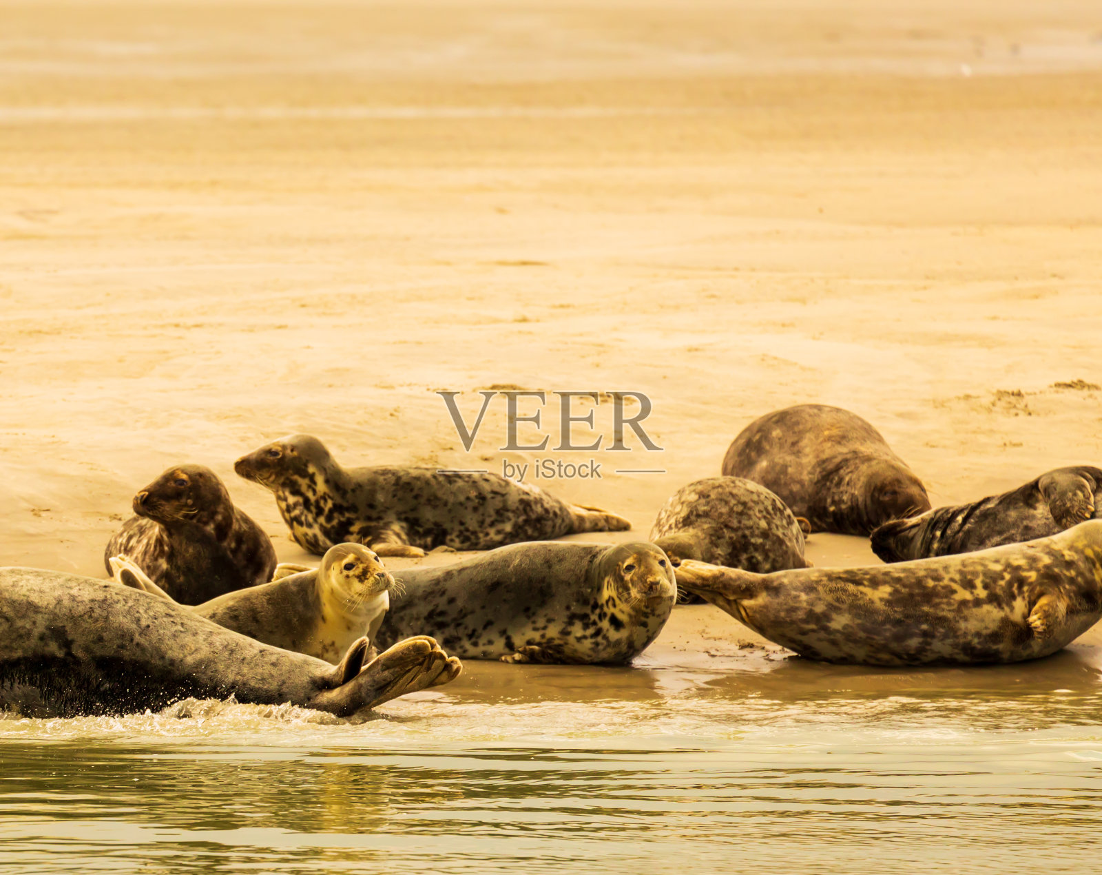 一个迷人的海狮殖民地在Berck-sur-Mer/France在英吉利海峡照片摄影图片