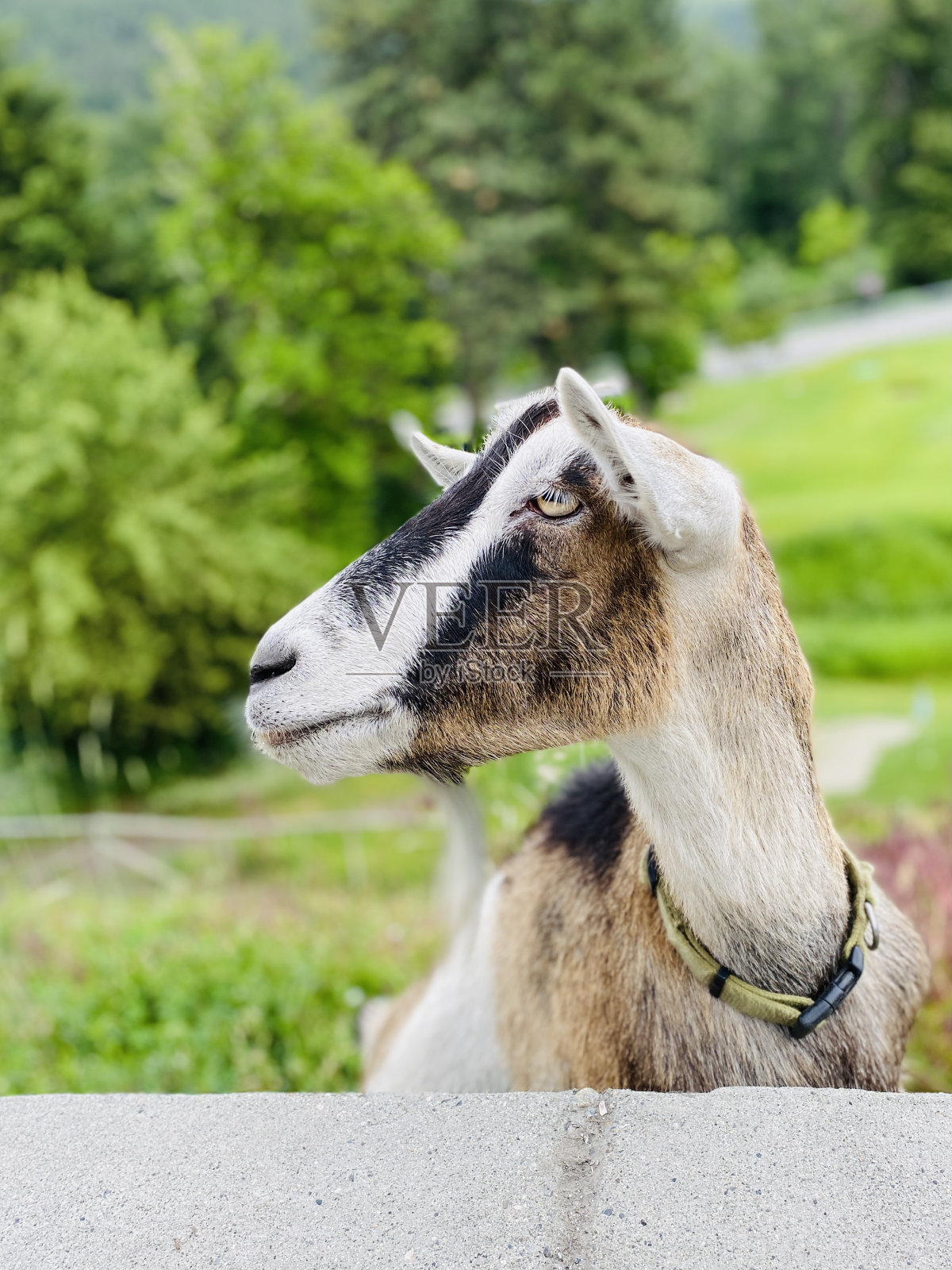 小山上的山羊。照片摄影图片