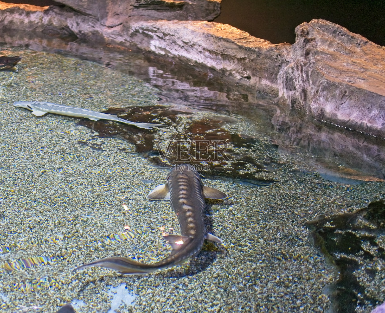 鲟鱼在水族馆里游泳照片摄影图片