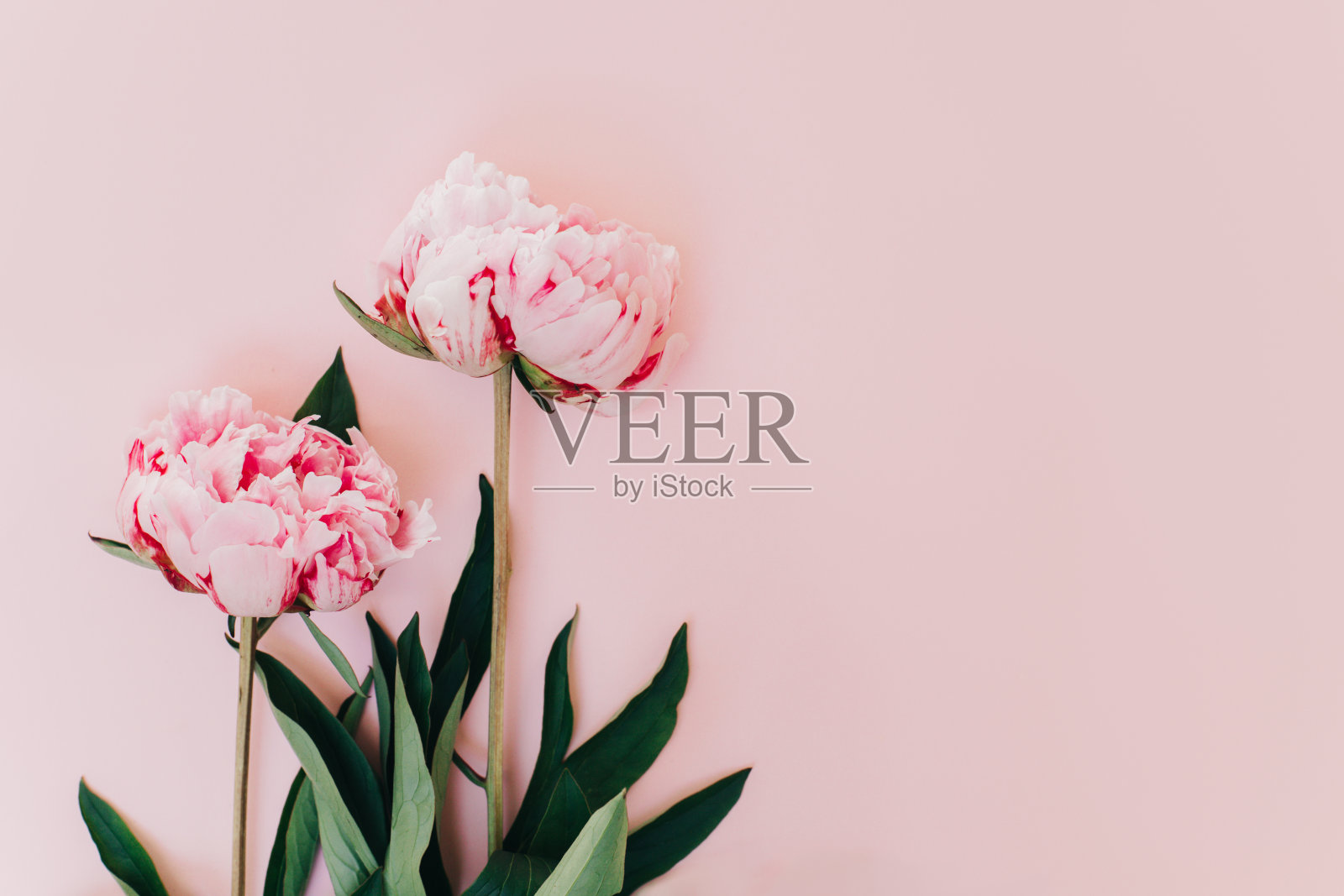 美丽的粉红牡丹在粉色粉彩的背景。照片摄影图片