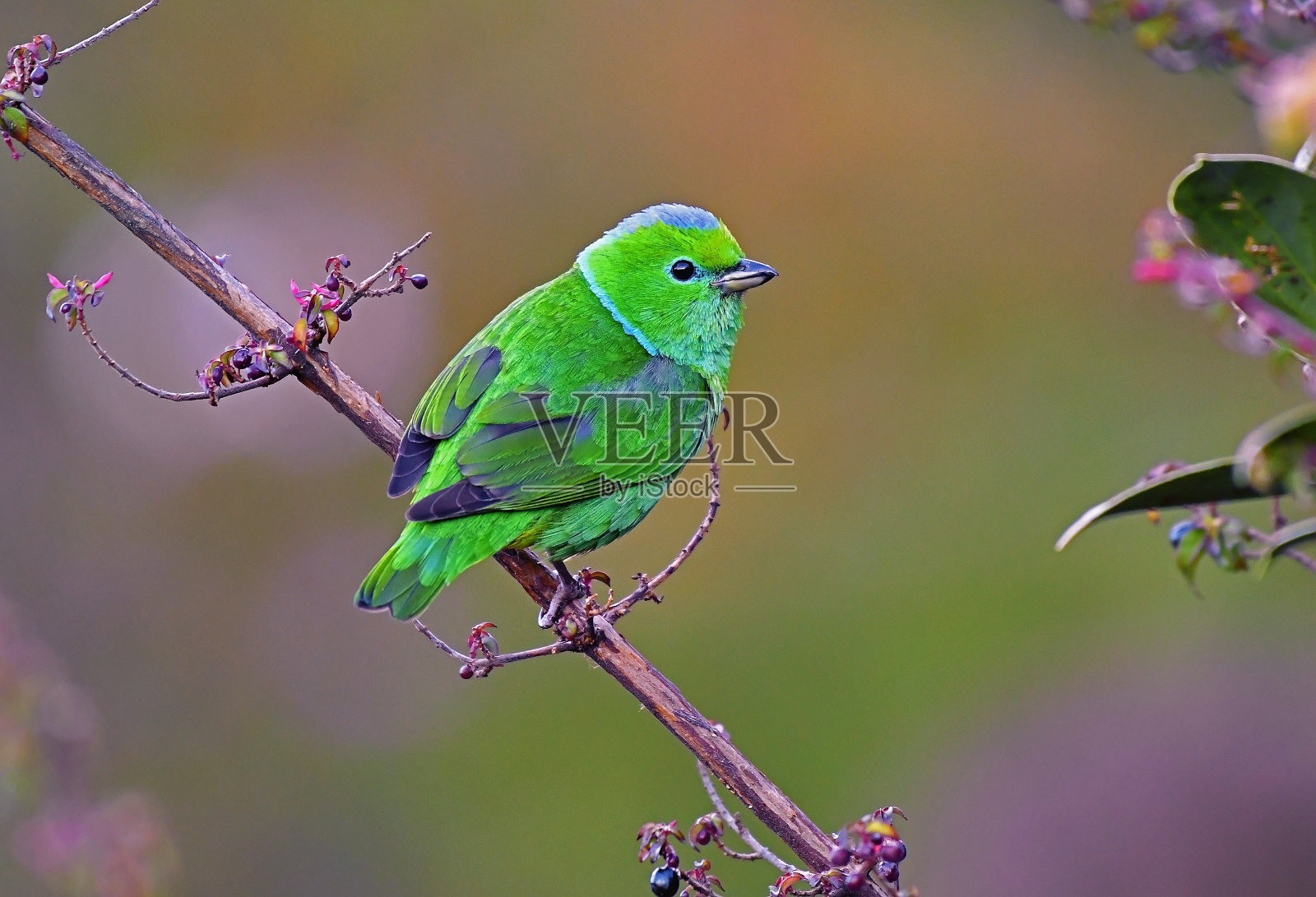 雌性金眉绿ophonia鸟栖息在彩色的种子附近照片摄影图片
