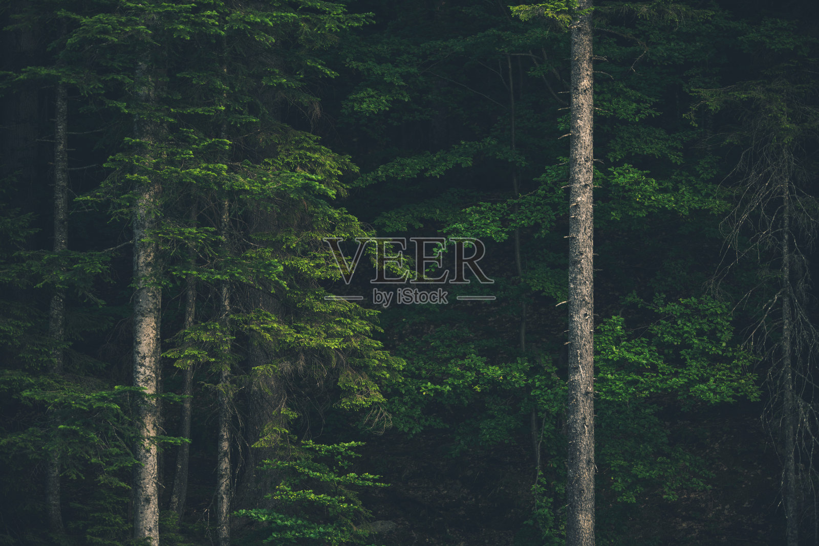 森林的边缘照片摄影图片