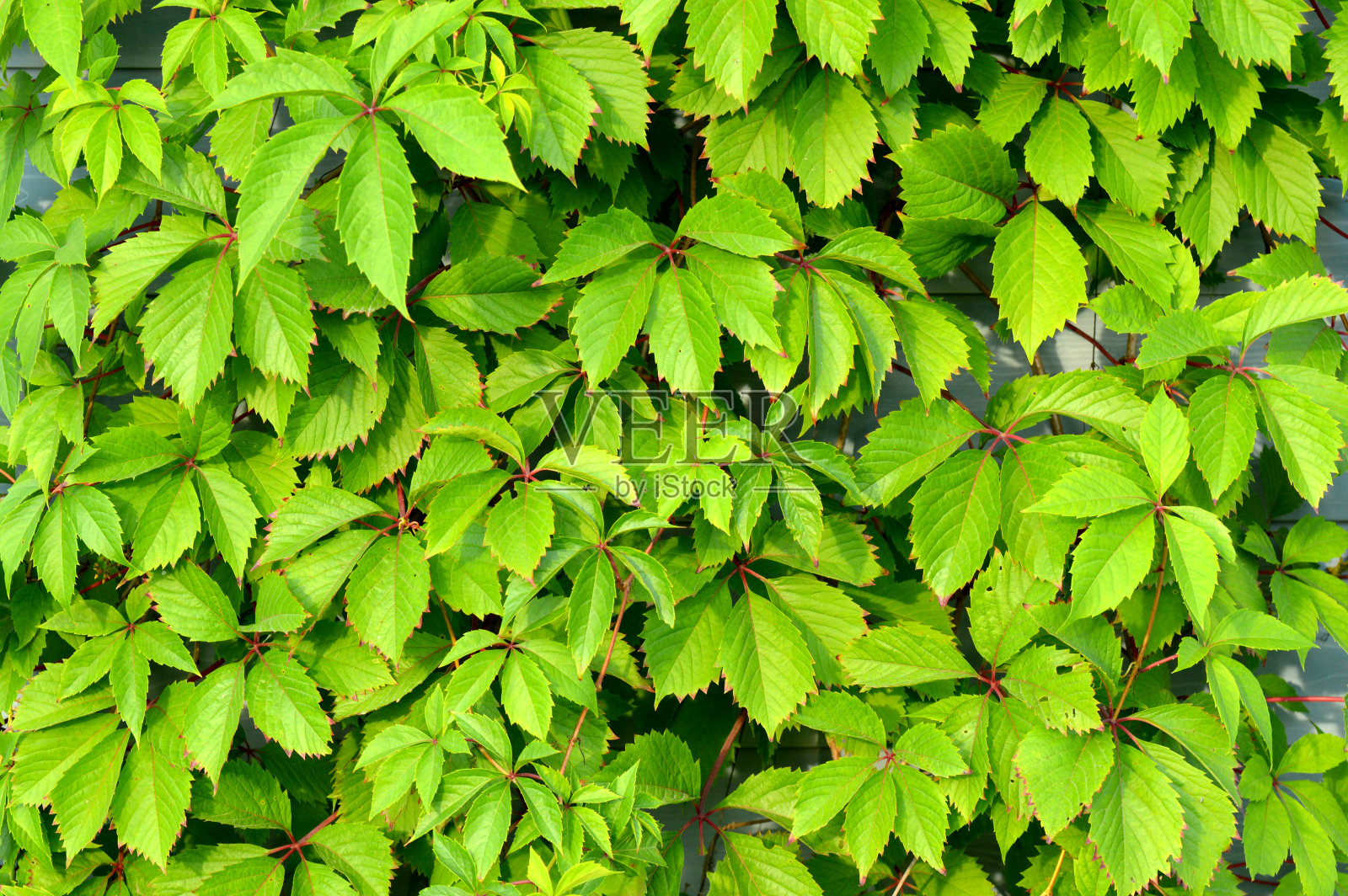 时髦抽象的绿叶背景,伟大的设计,任何目的。夏天自然落叶。一天光。自然的背景和壁纸照片摄影图片