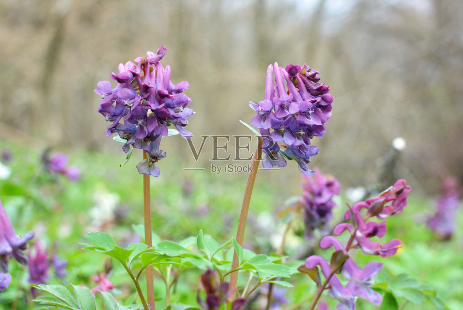 春天,延胡索在森林里开花照片摄影图片